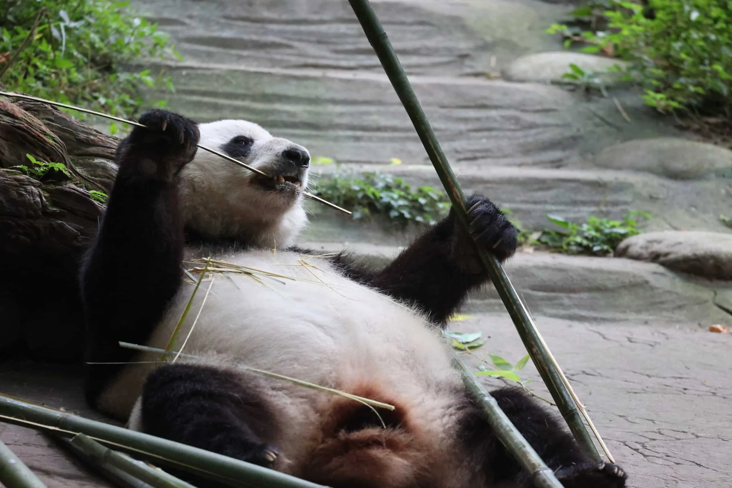 CCRCGP Du Jiang Yan Base