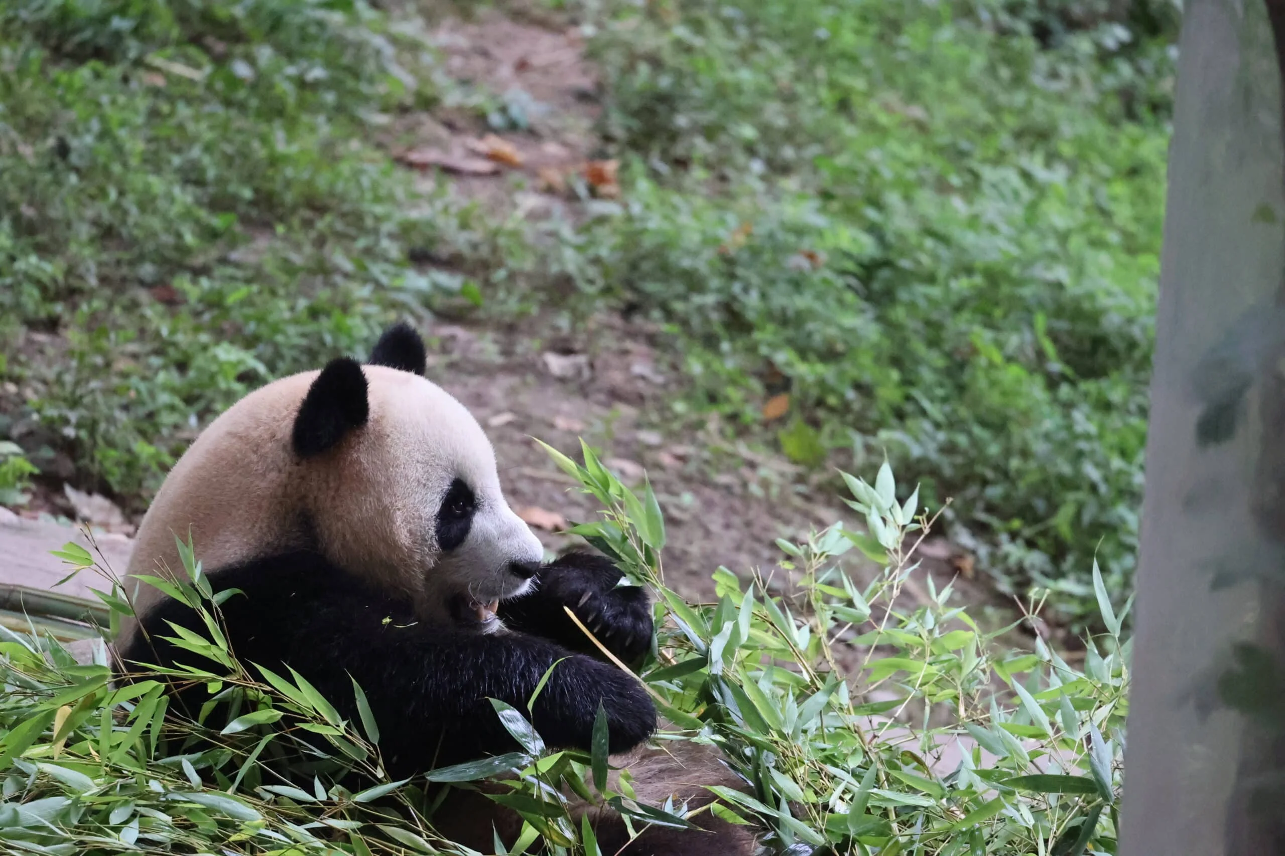 CCRCGP Du Jiang Yan Base