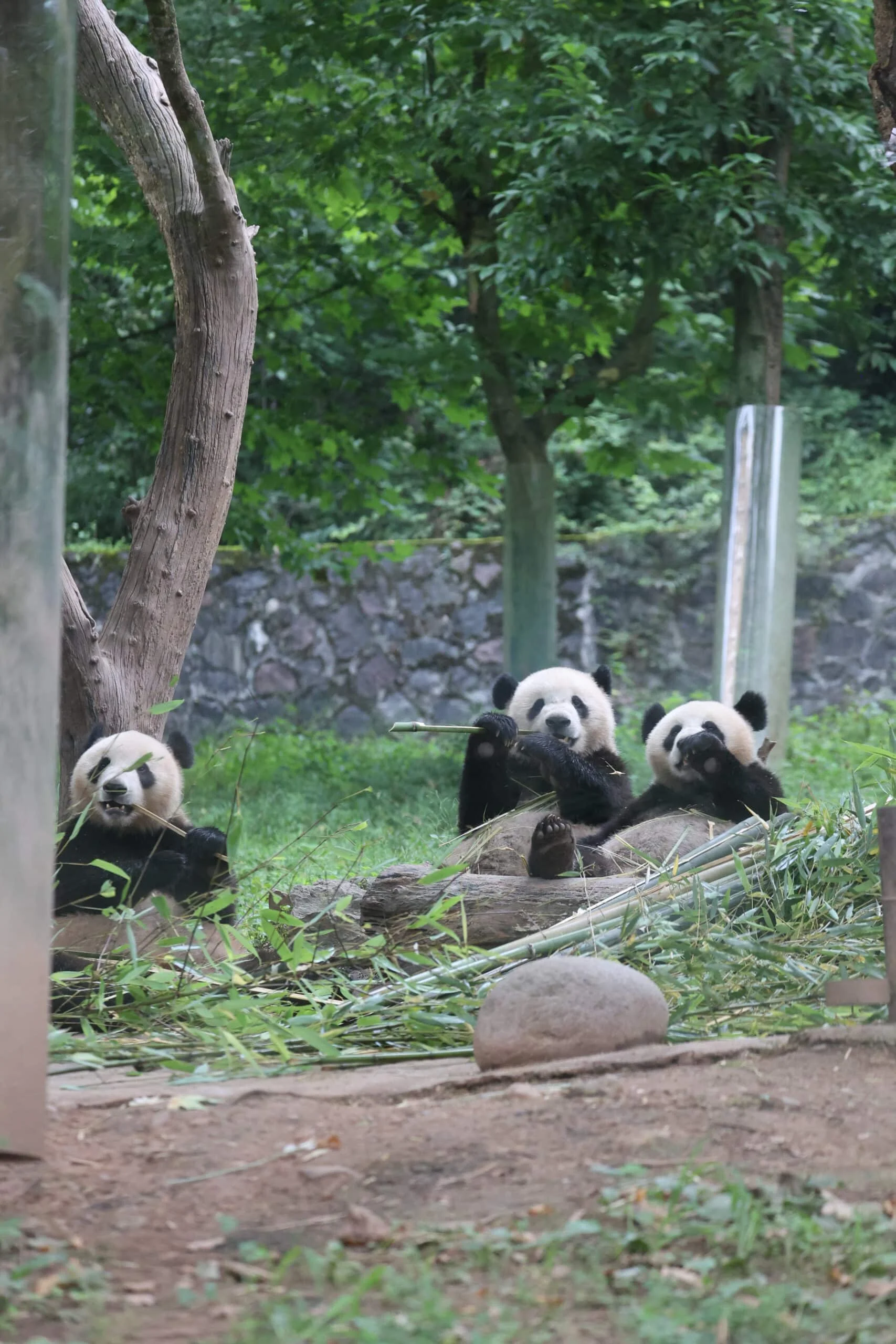 CCRCGP Du Jiang Yan Base