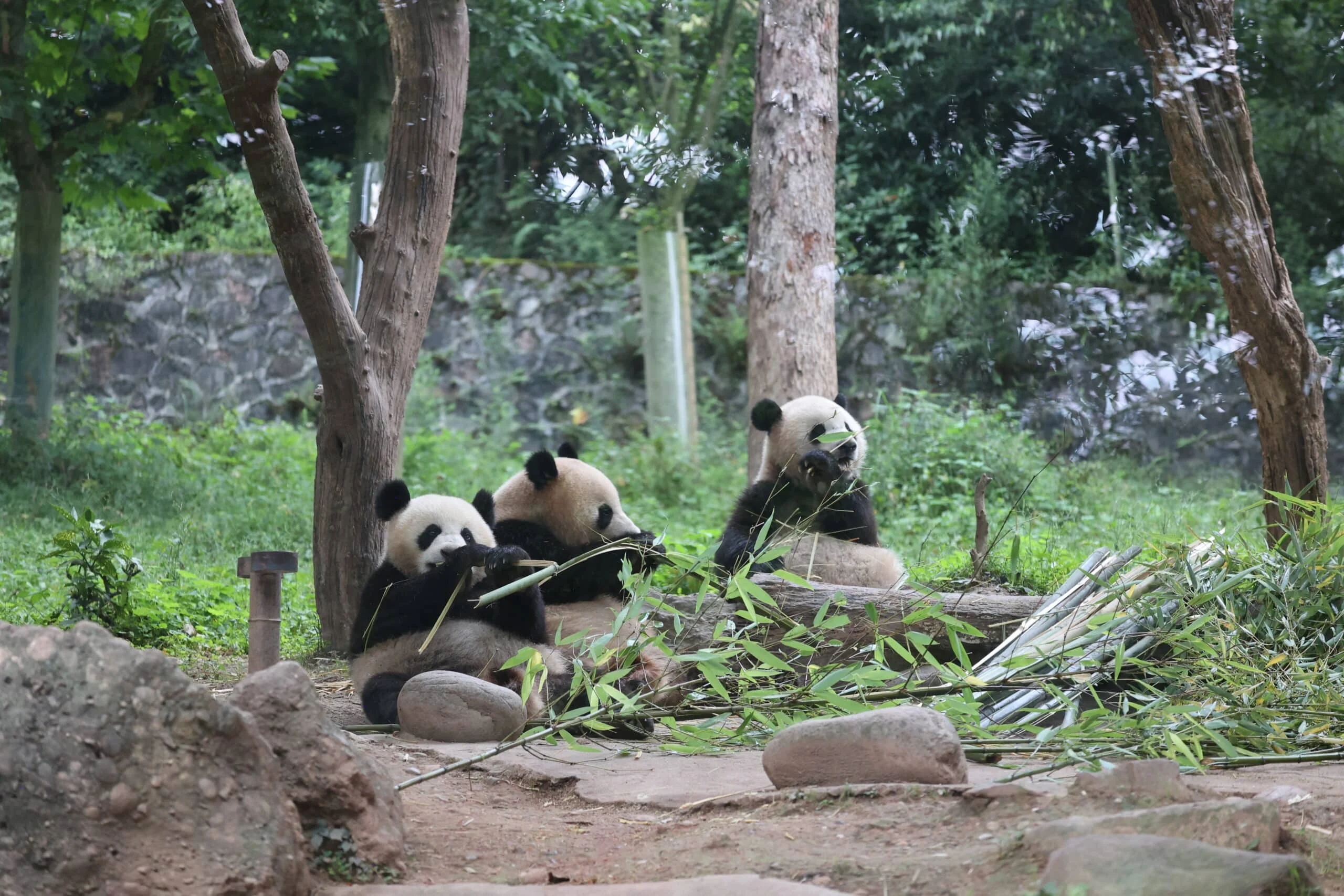 CCRCGP Du Jiang Yan Base