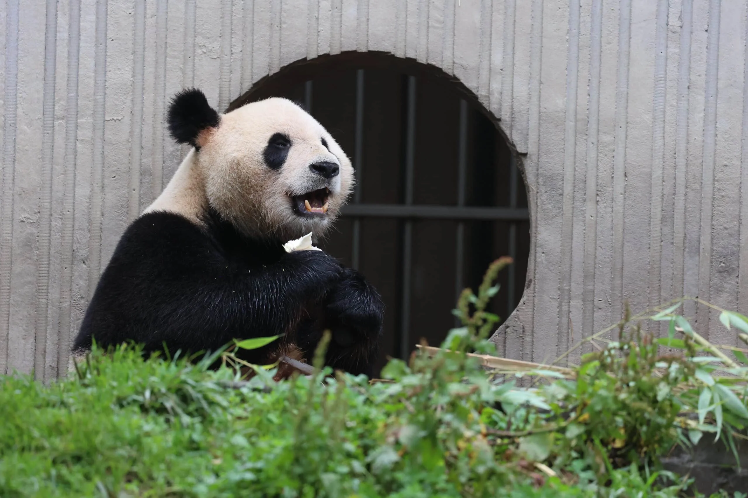 CCRCGP Wolong Geng Da Base