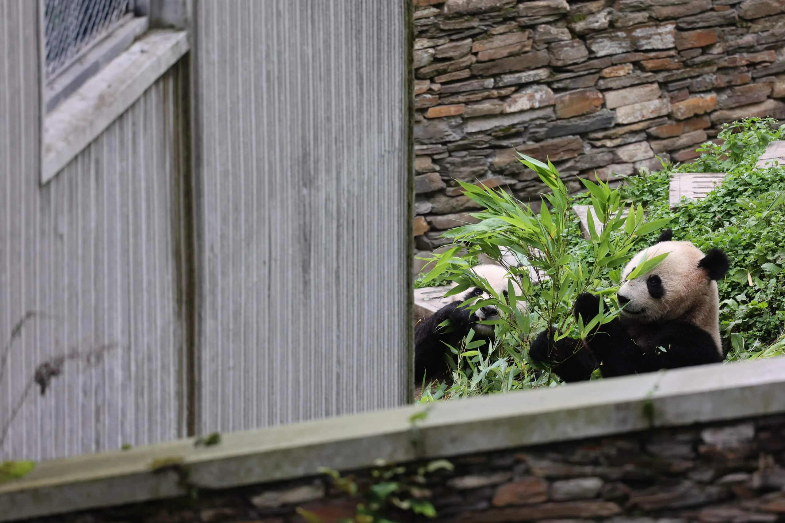 CCRCGP Wolong Geng Da Base