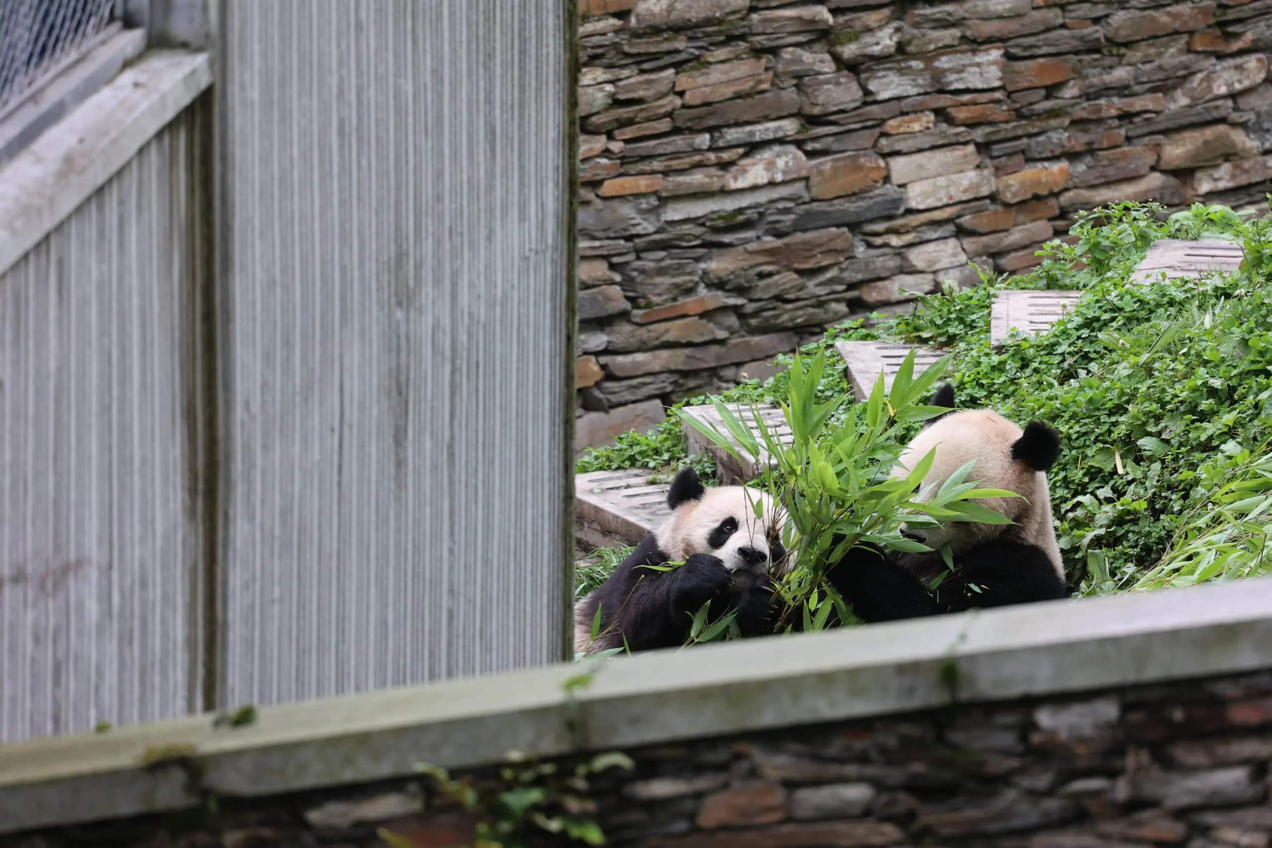 CCRCGP Wolong Geng Da Base