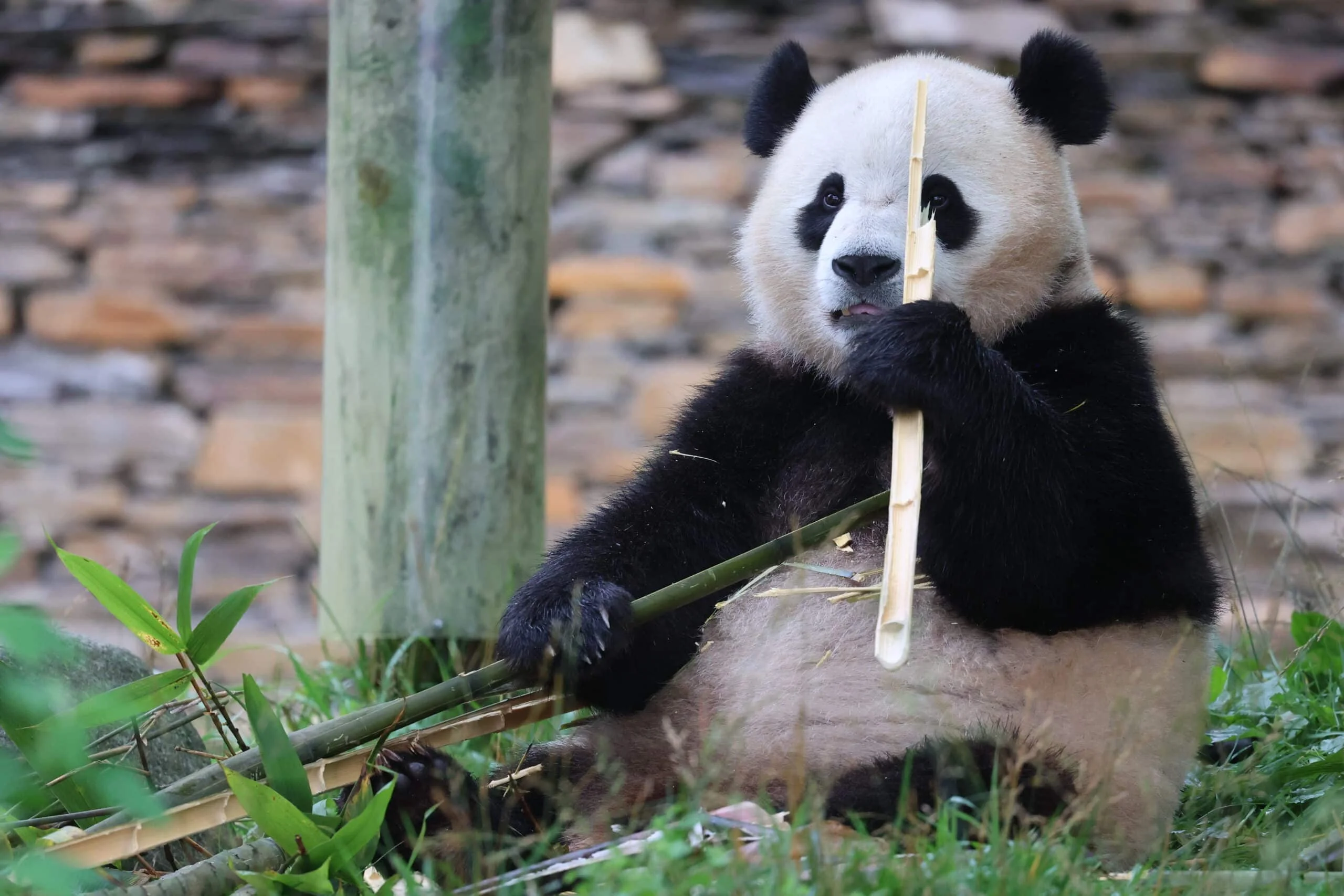 CCRCGP Wolong Geng Da Base