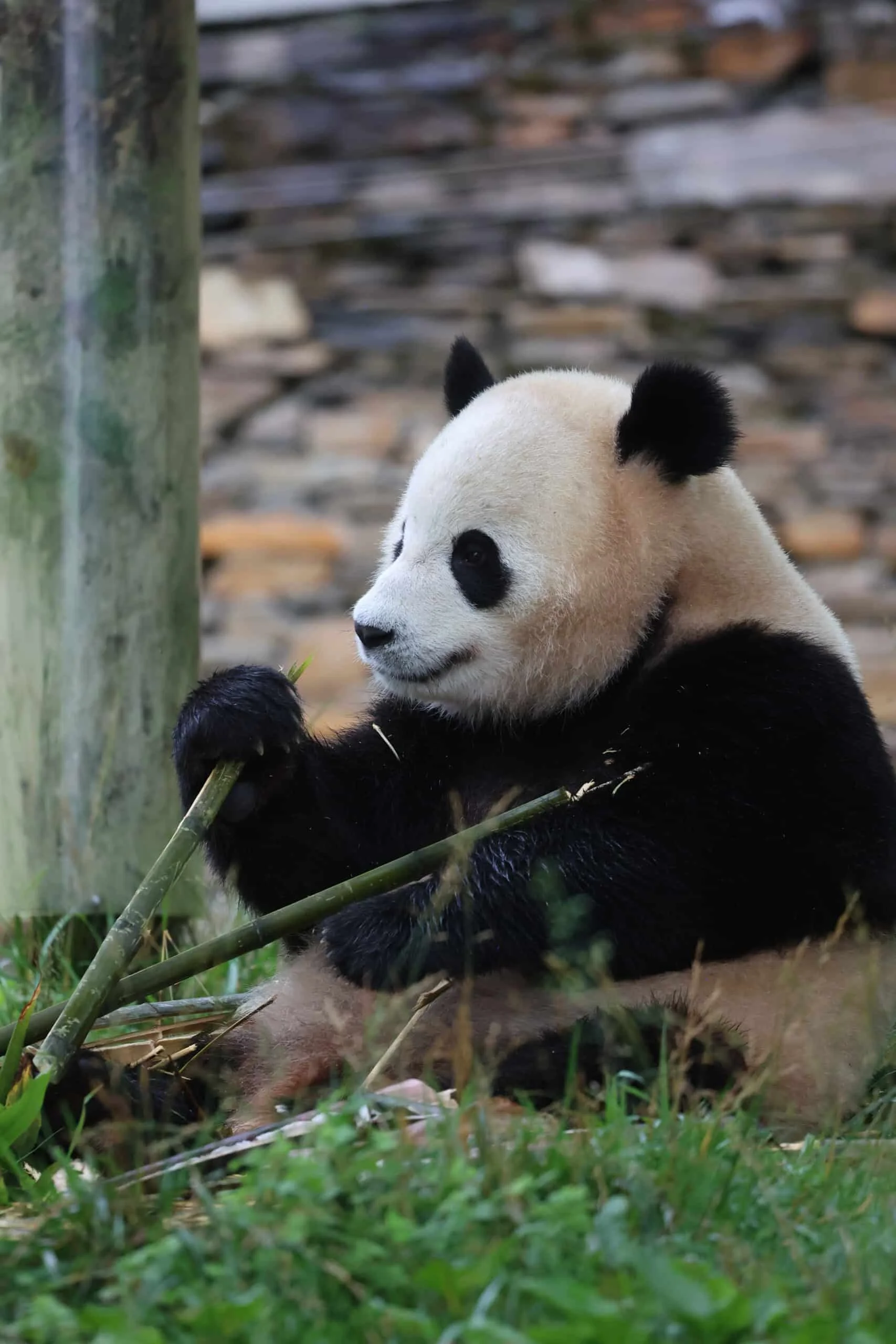 CCRCGP Wolong Geng Da Base