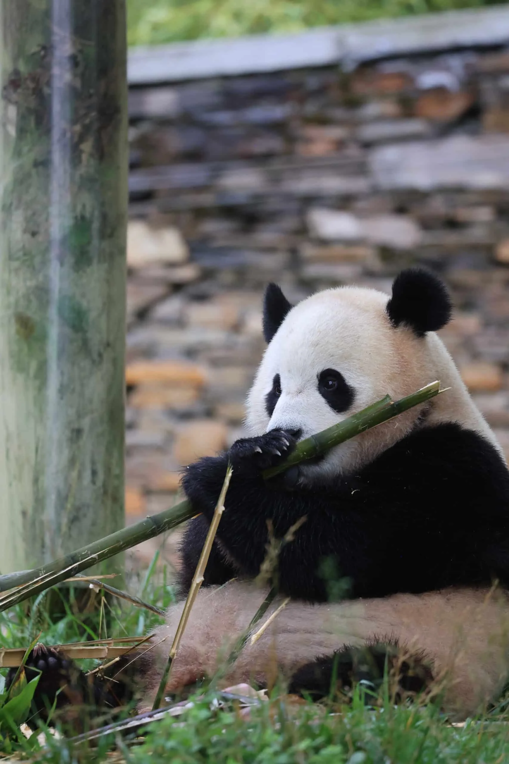 CCRCGP Wolong Geng Da Base