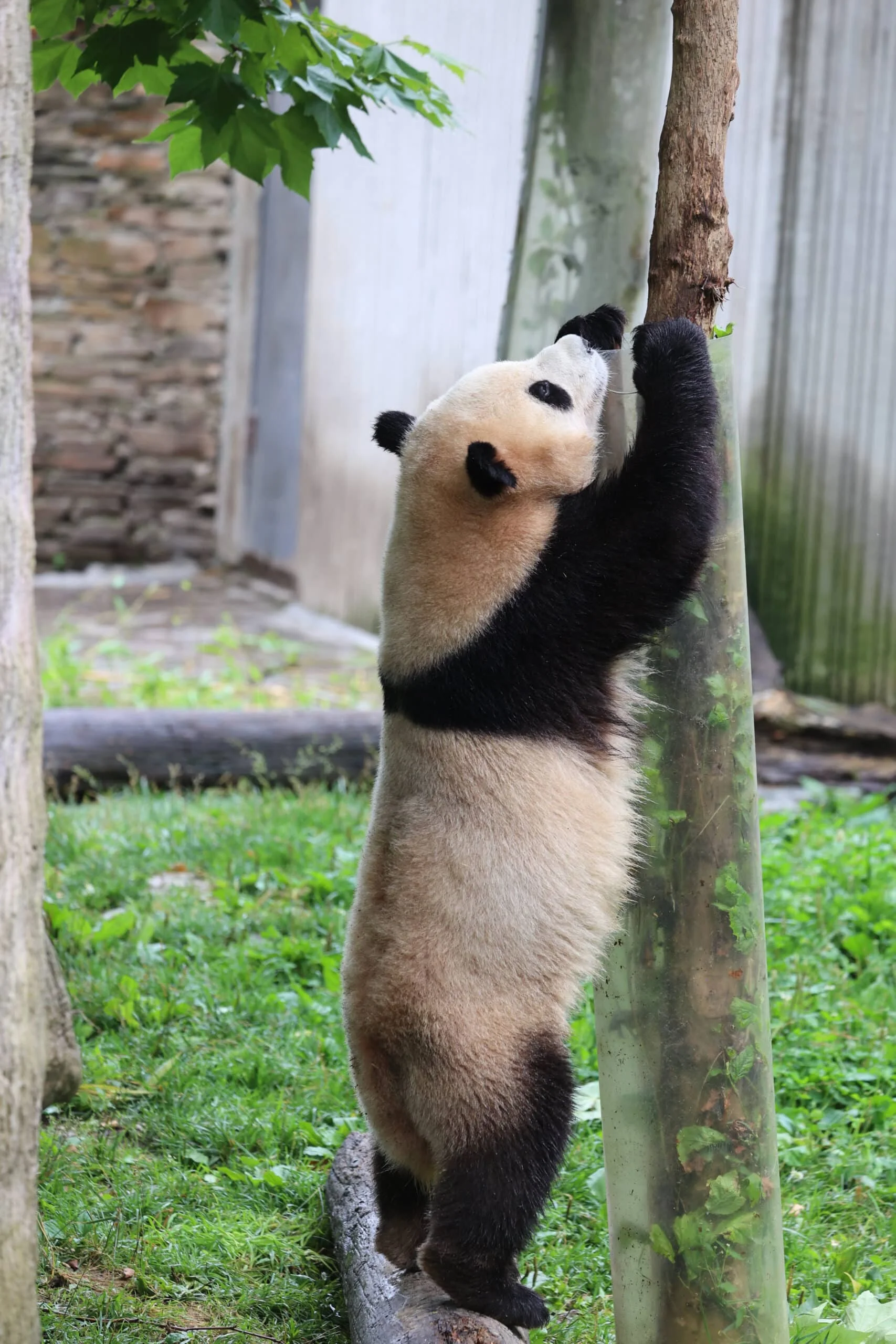 CCRCGP Wolong Geng Da Base