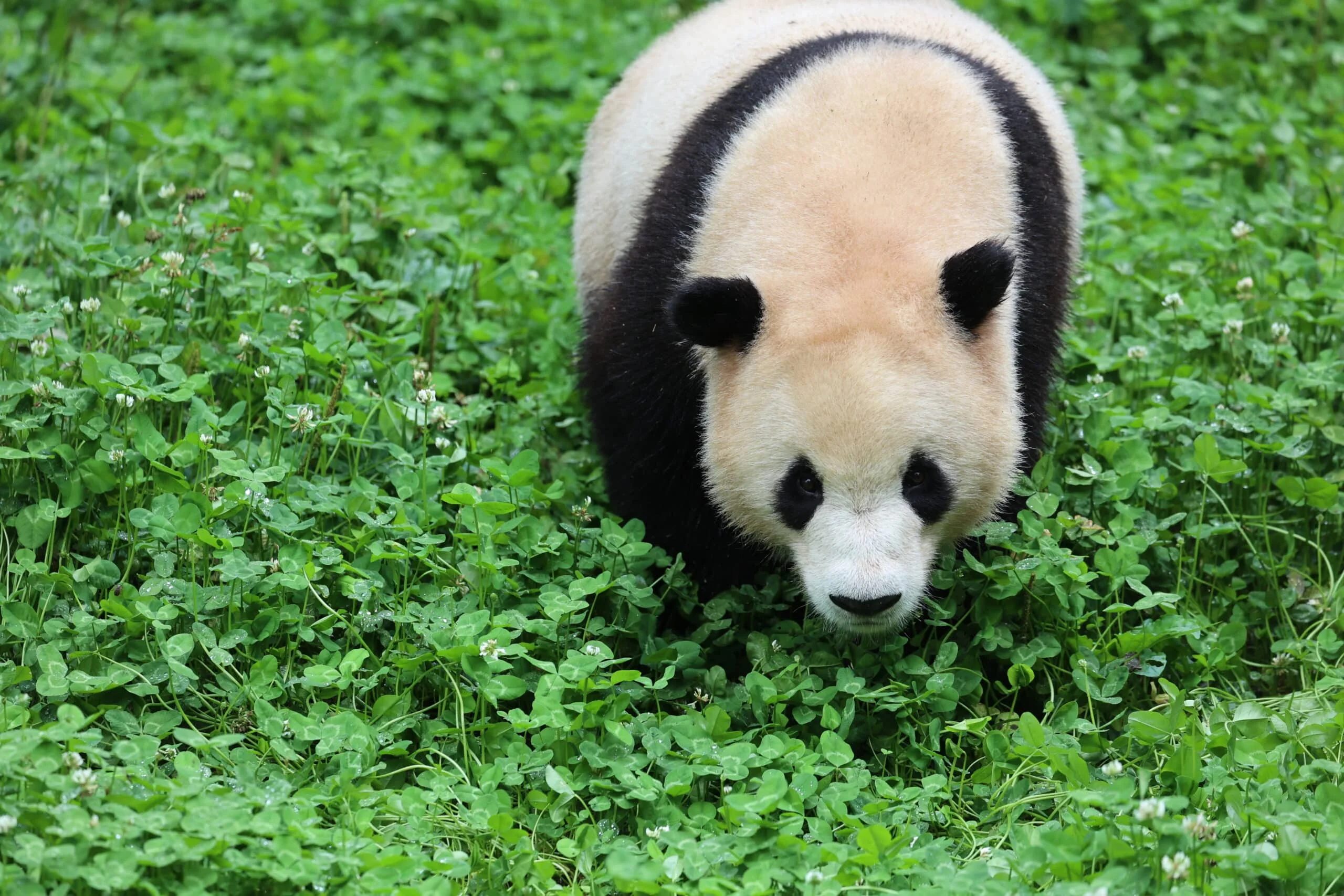 CCRCGP Wolong Geng Da Base