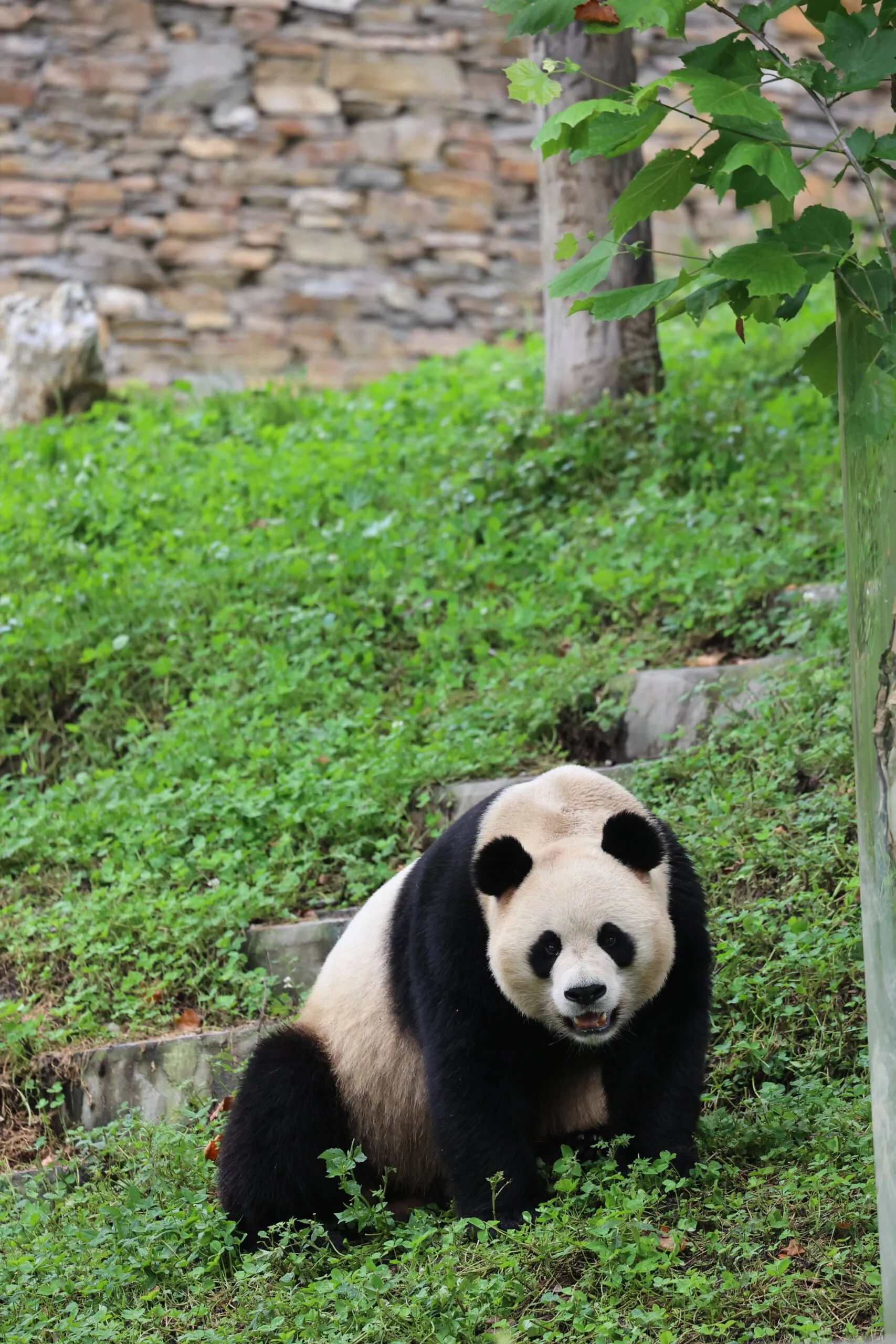 CCRCGP Wolong Geng Da Base