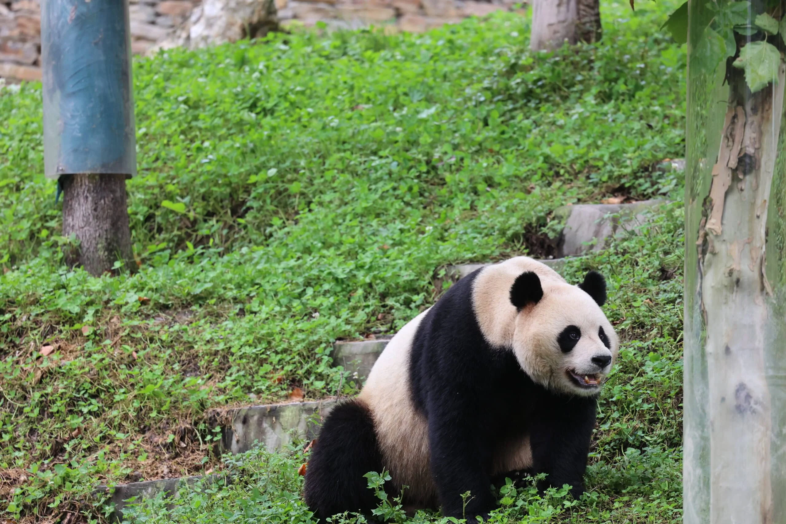 CCRCGP Wolong Geng Da Base