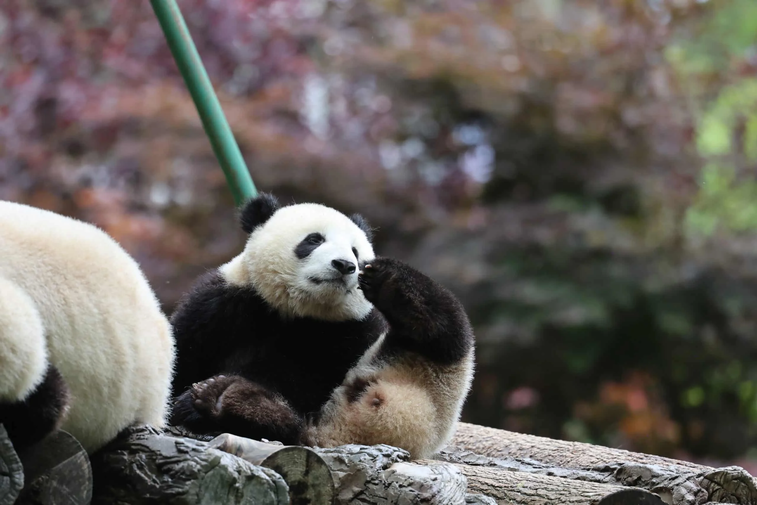 CCRCGP Wolong Geng Da Base