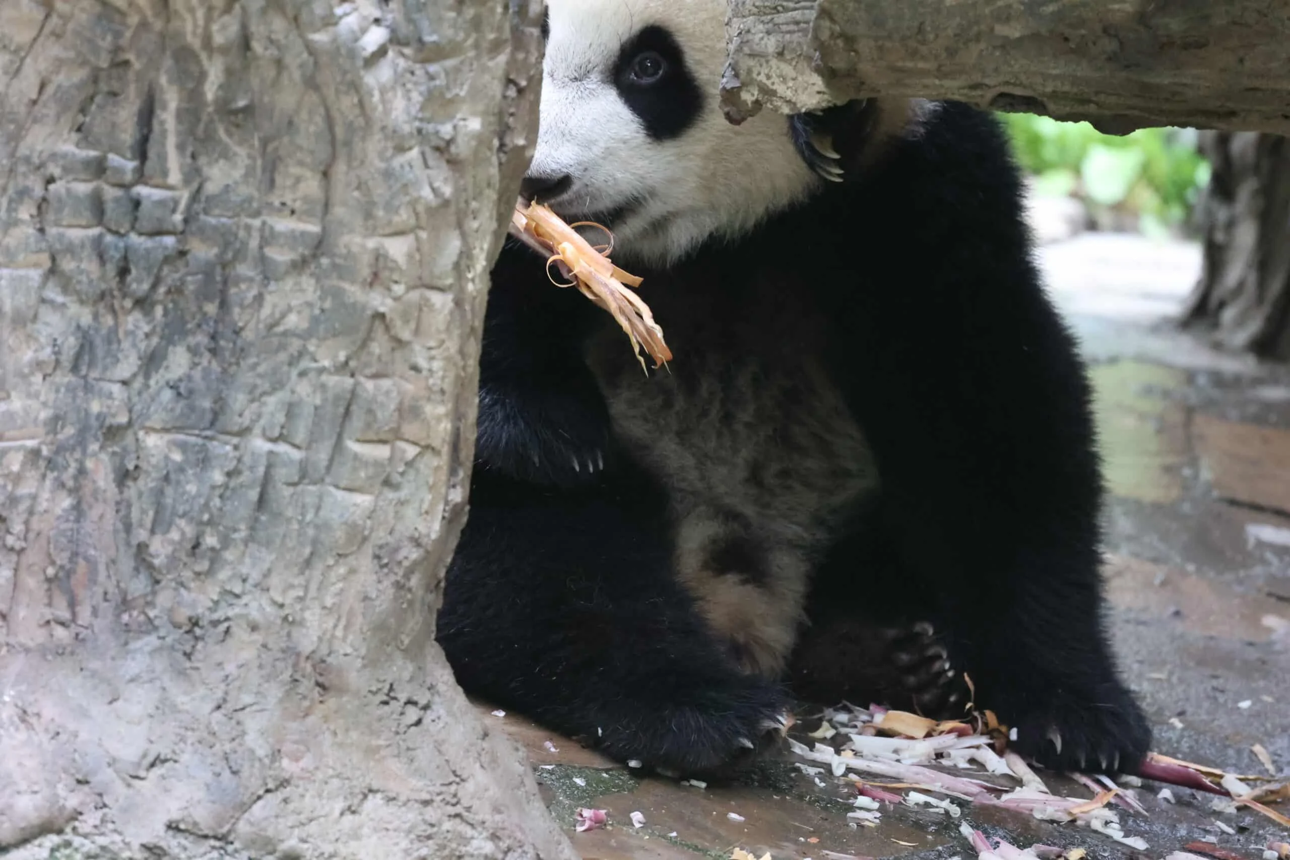 CCRCGP Wolong Geng Da Base