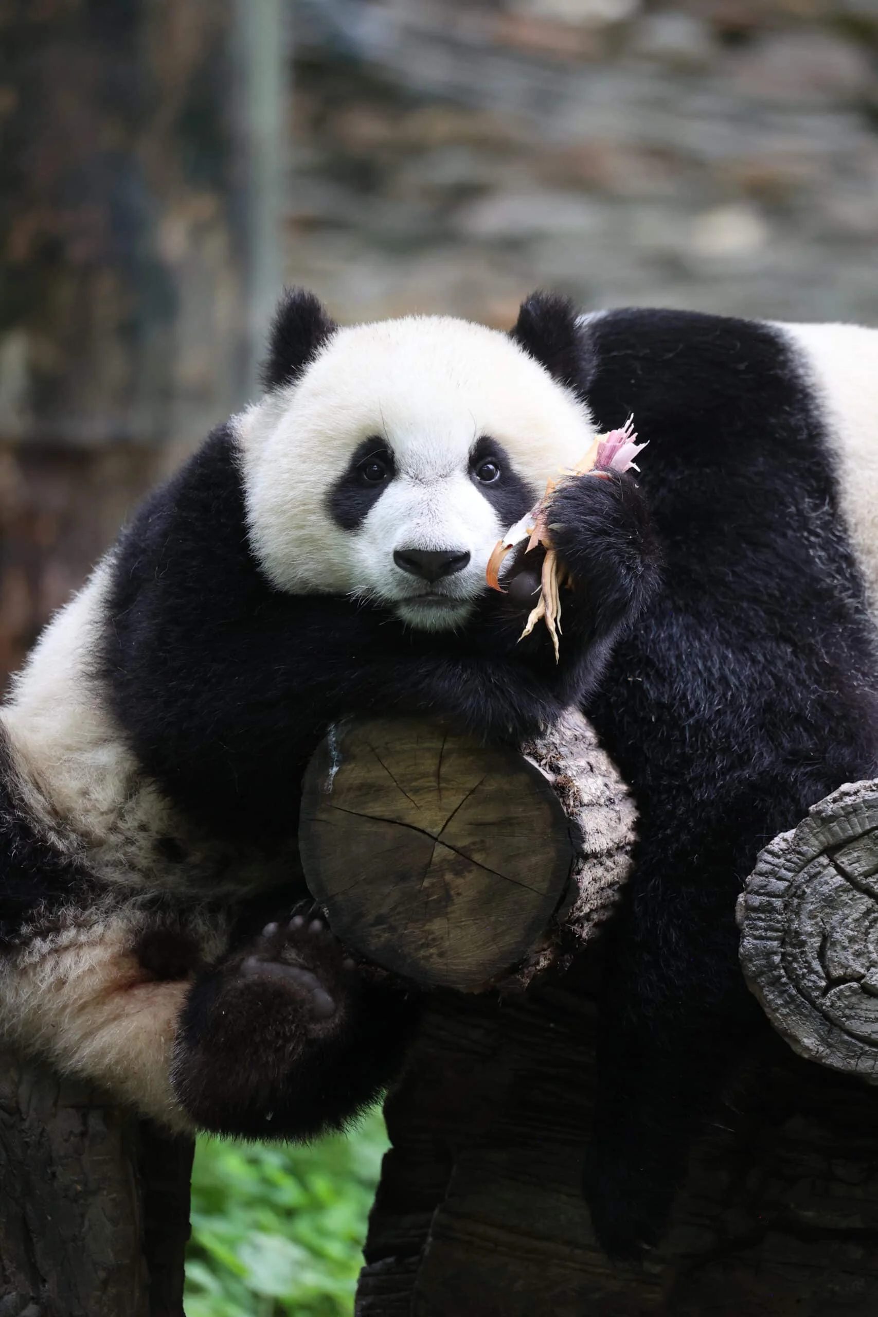 CCRCGP Wolong Geng Da Base