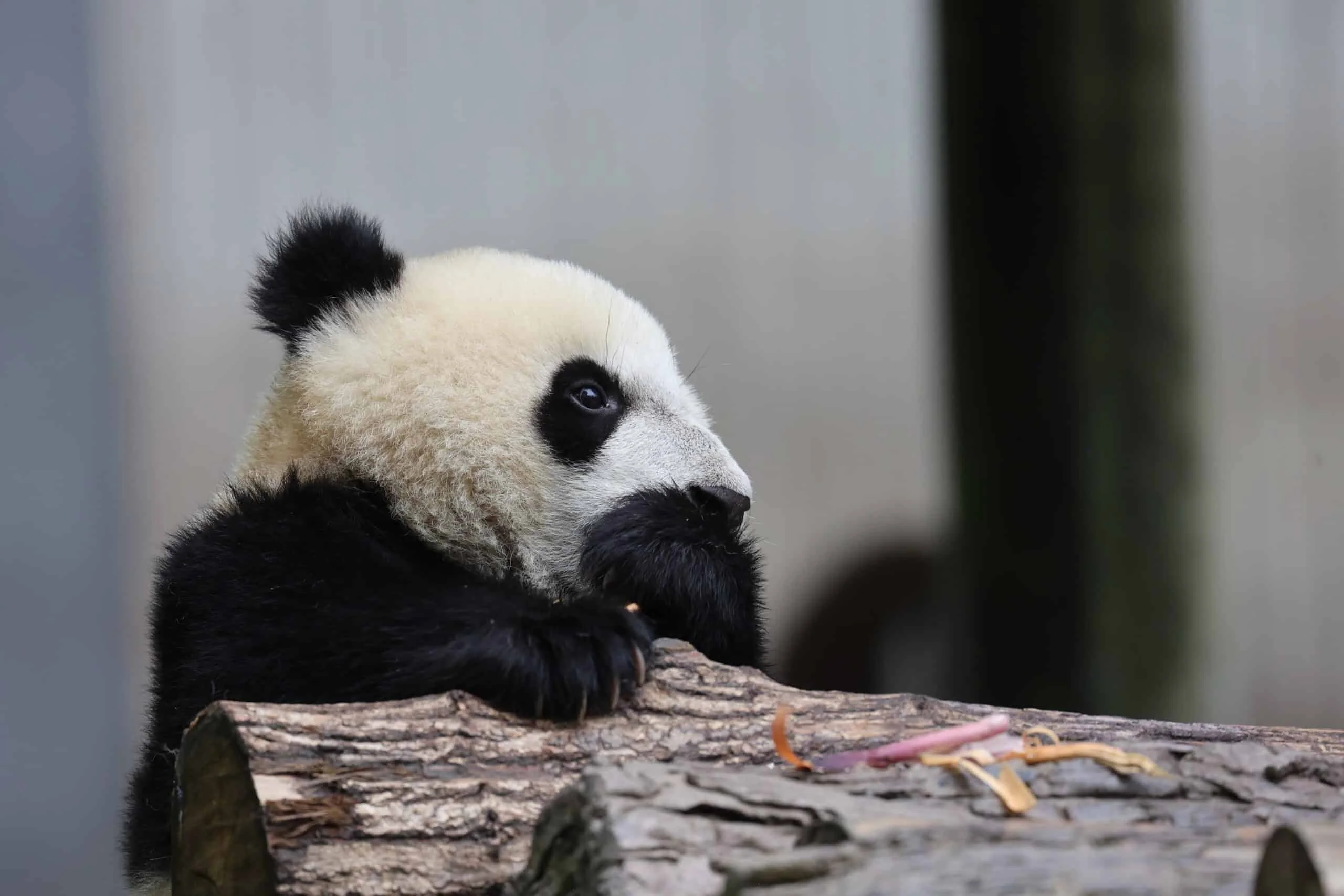 CCRCGP Wolong Geng Da Base