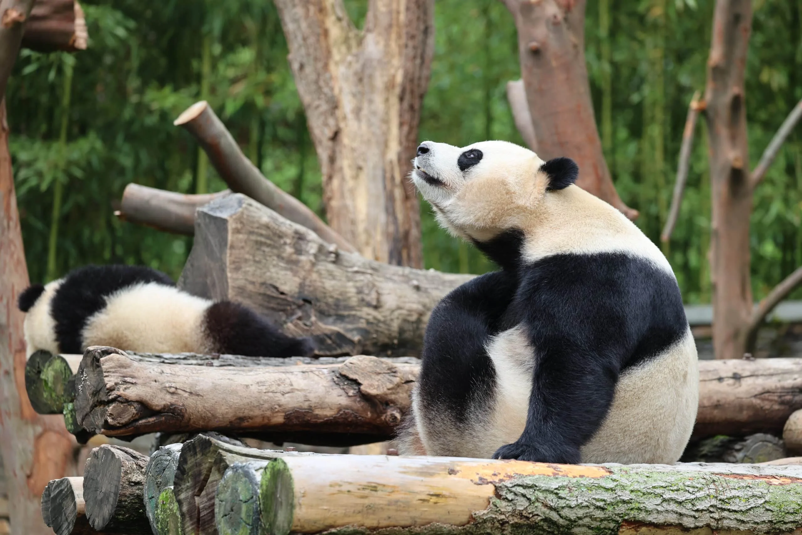 CCRCGP Wolong Geng Da Base