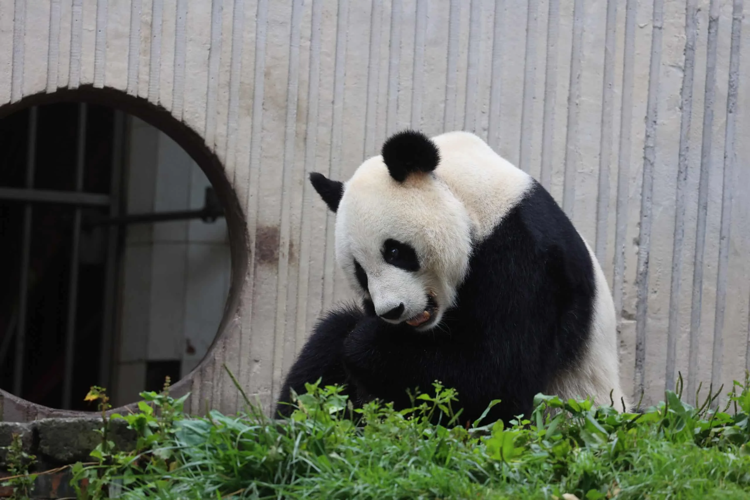 CCRCGP Wolong Geng Da Base