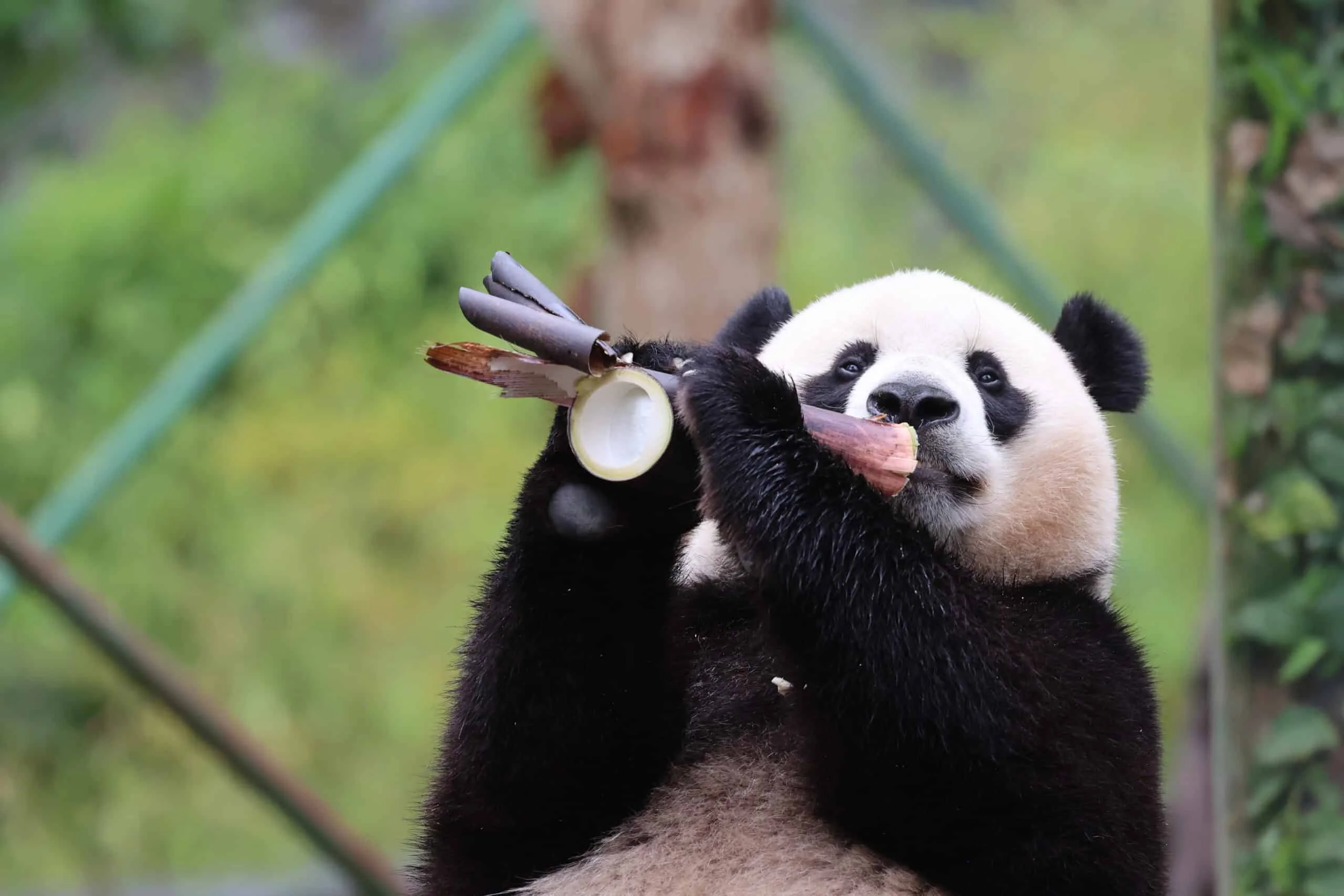 CCRCGP Wolong Geng Da Base