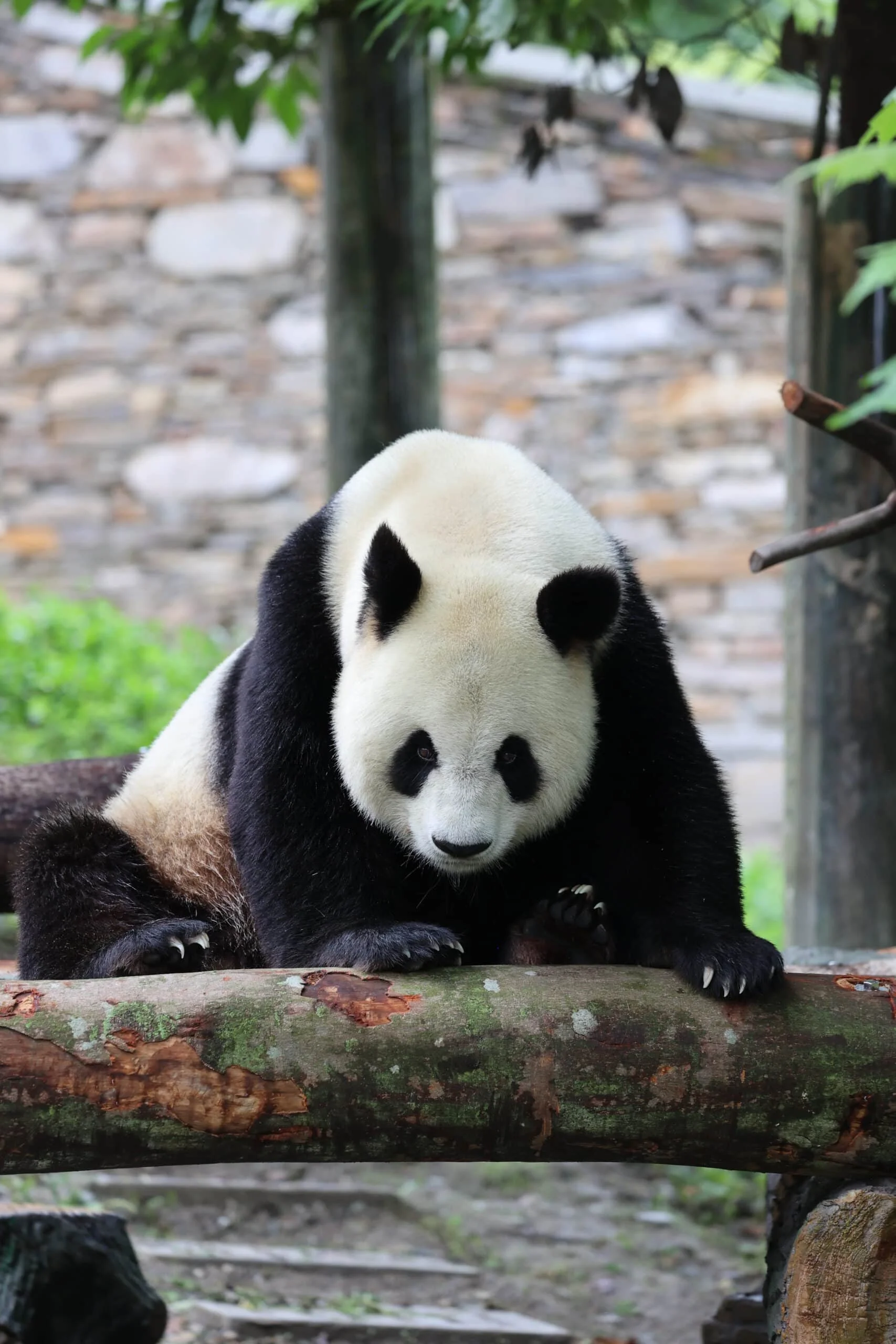 CCRCGP Wolong Geng Da Base