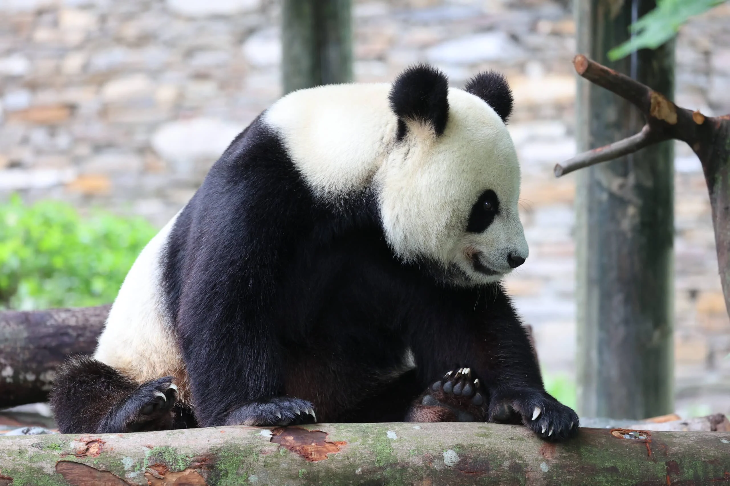 CCRCGP Wolong Geng Da Base