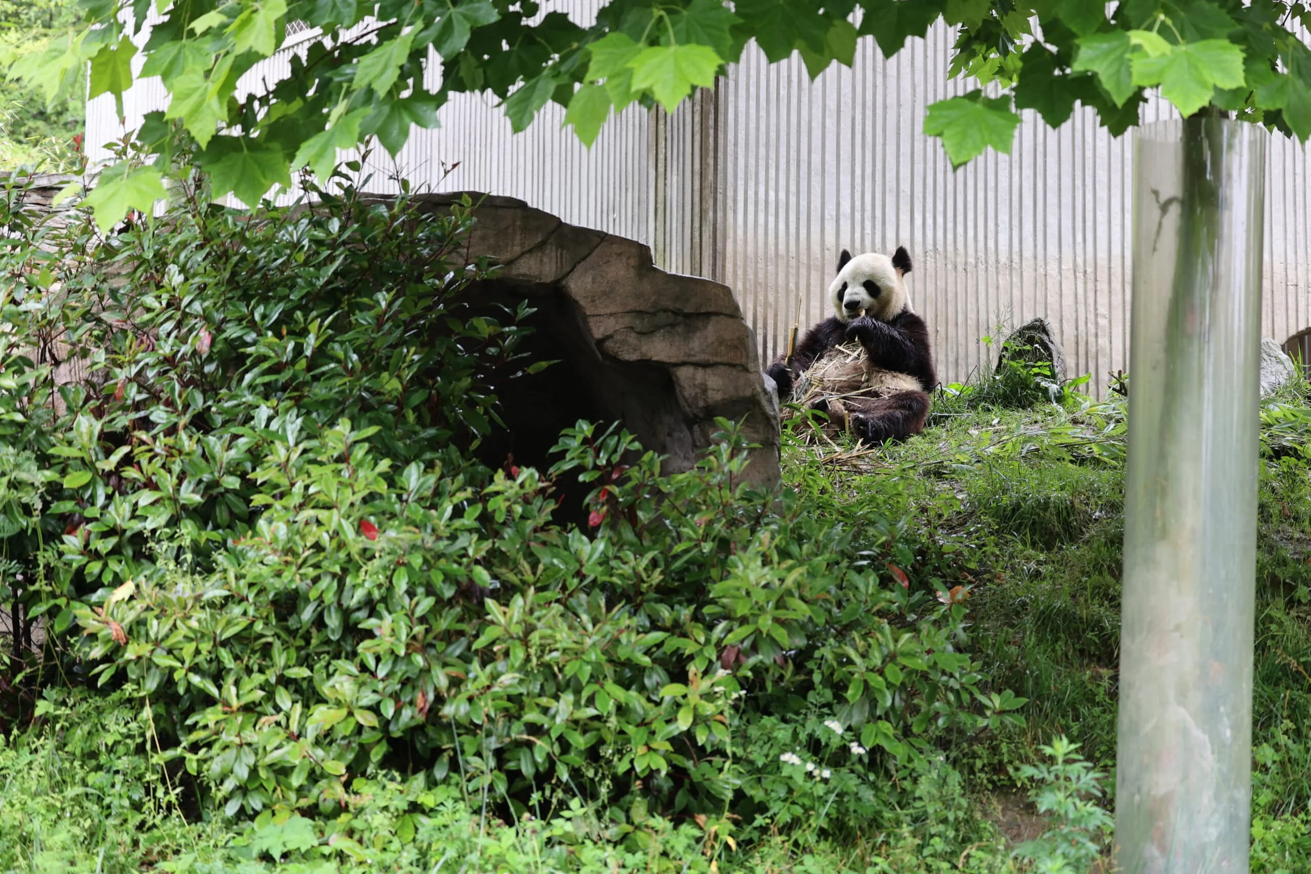 CCRCGP Wolong Geng Da Base