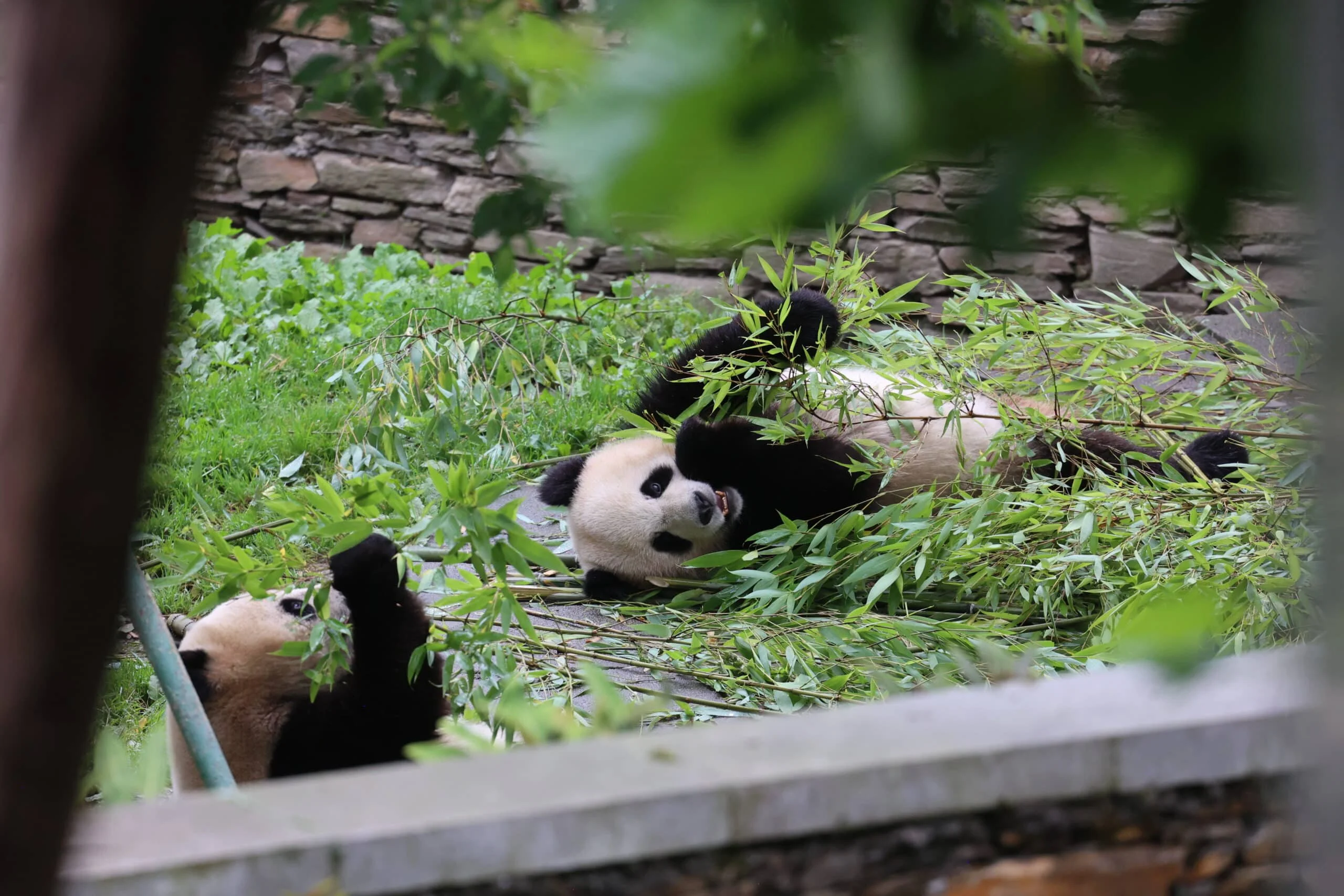 CCRCGP Wolong Geng Da Base