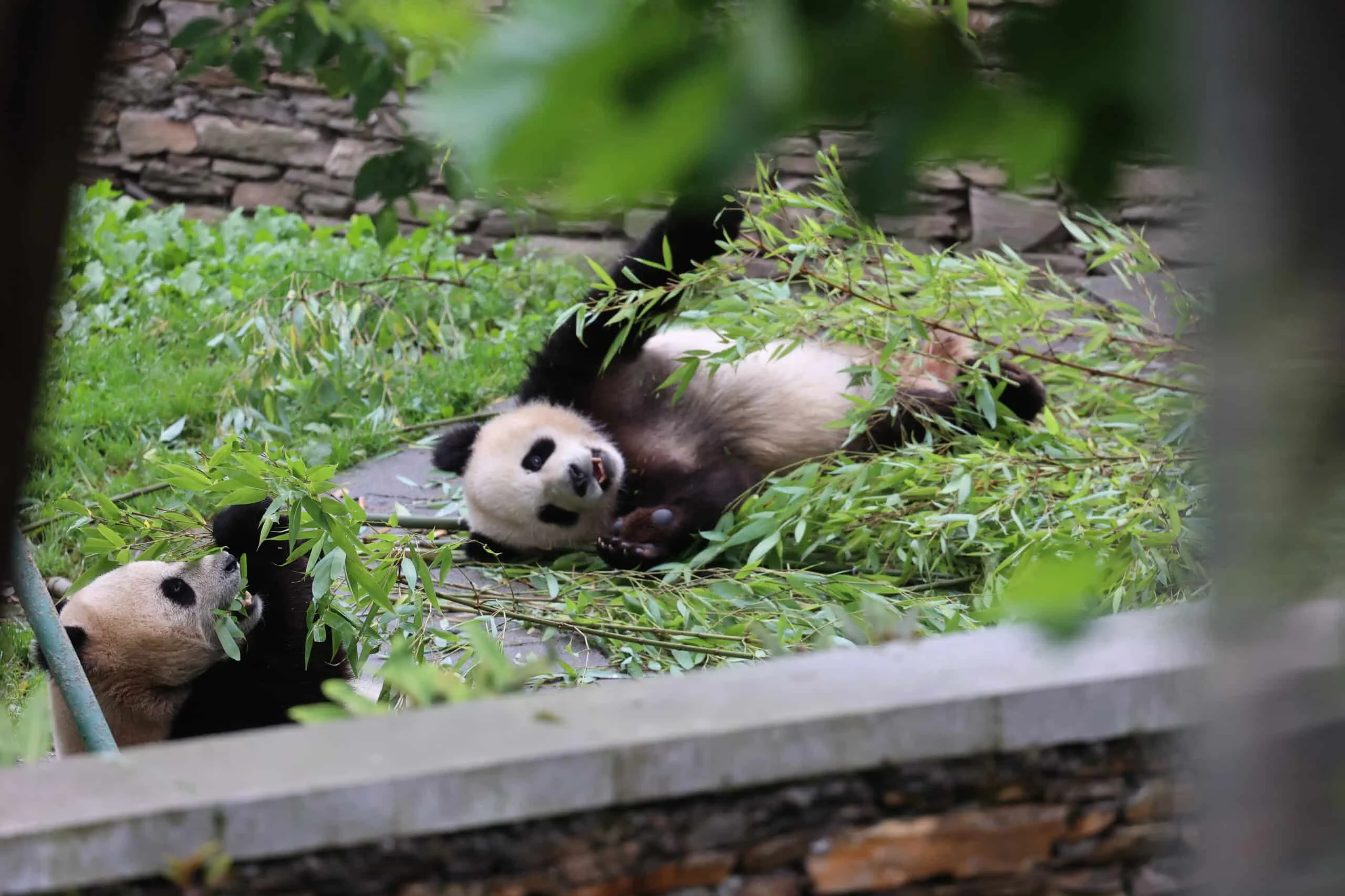 CCRCGP Wolong Geng Da Base