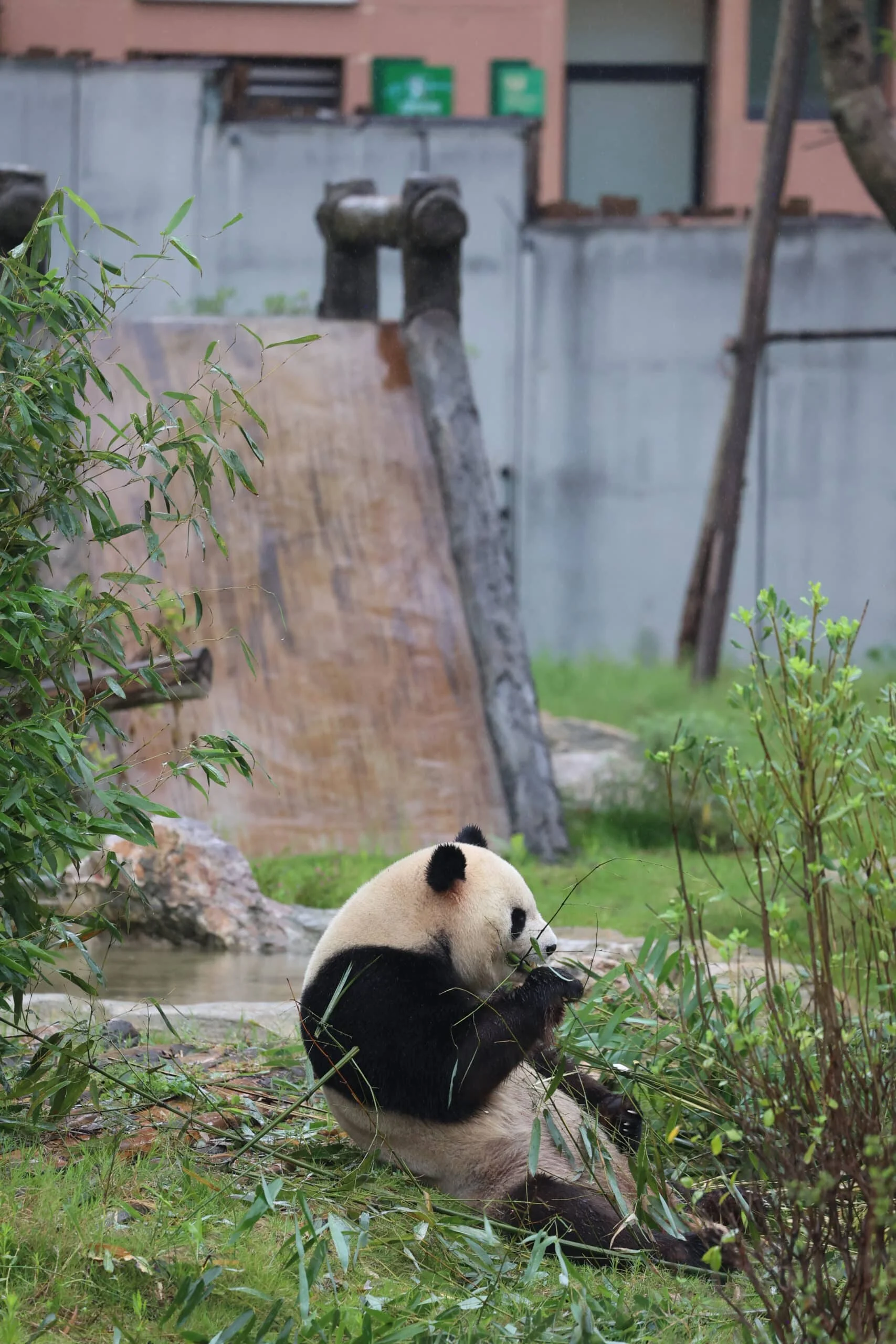 Chengdu Research Base of Giant Panda Breeding