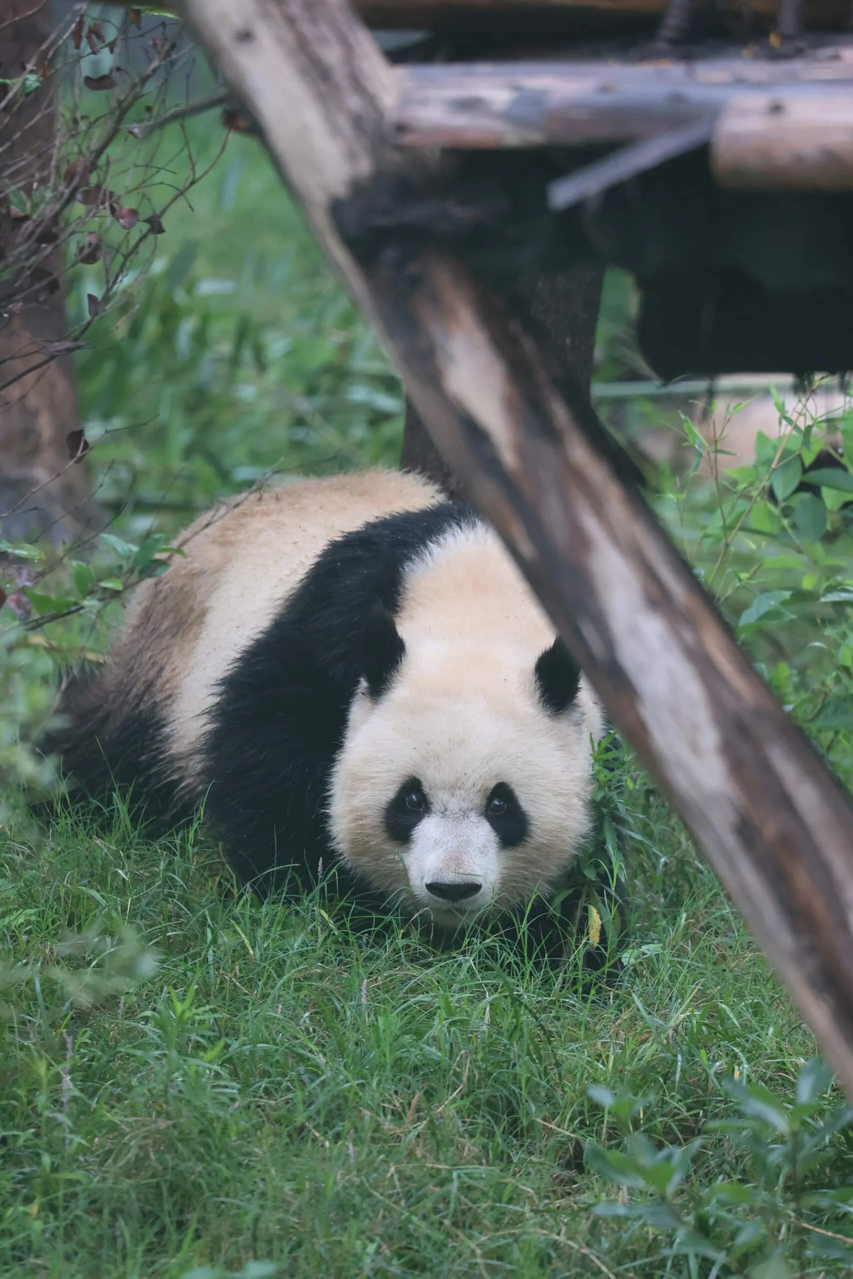 Chengdu Research Base of Giant Panda Breeding