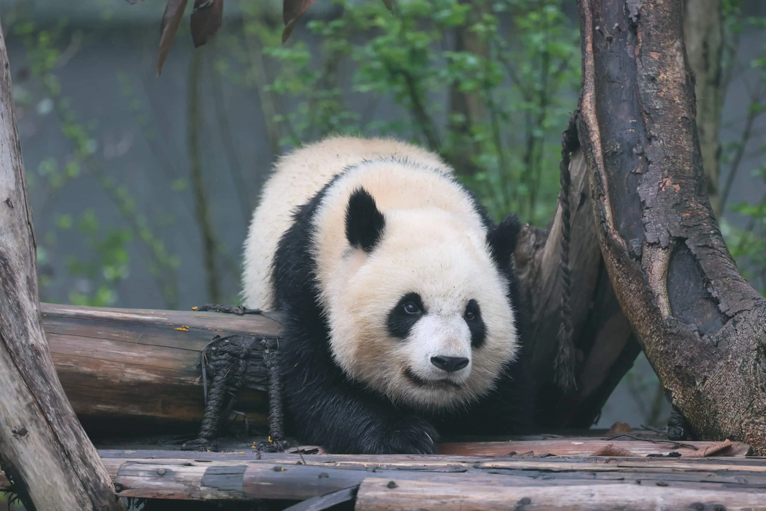 Chengdu Research Base of Giant Panda Breeding