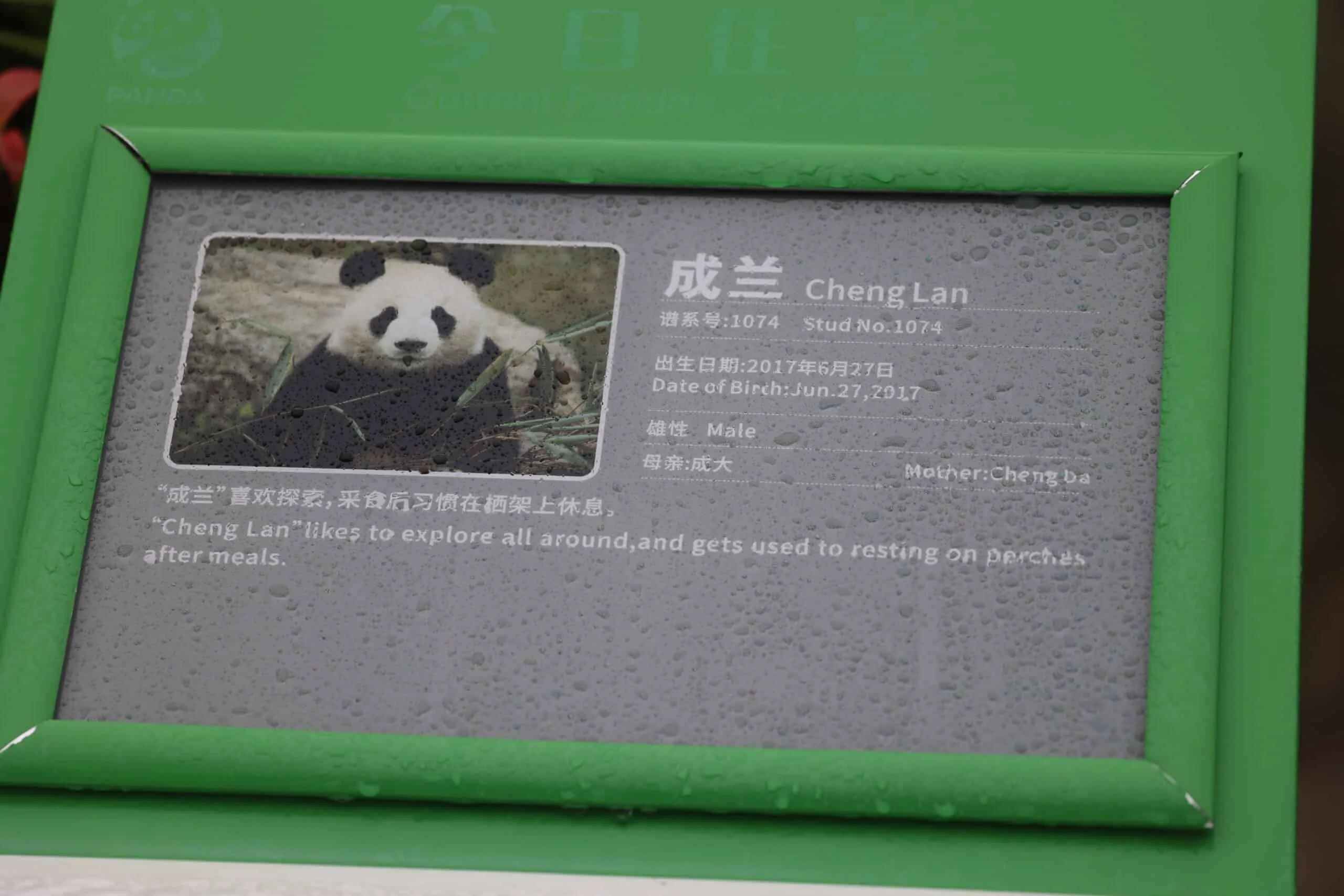 Chengdu Research Base of Giant Panda Breeding