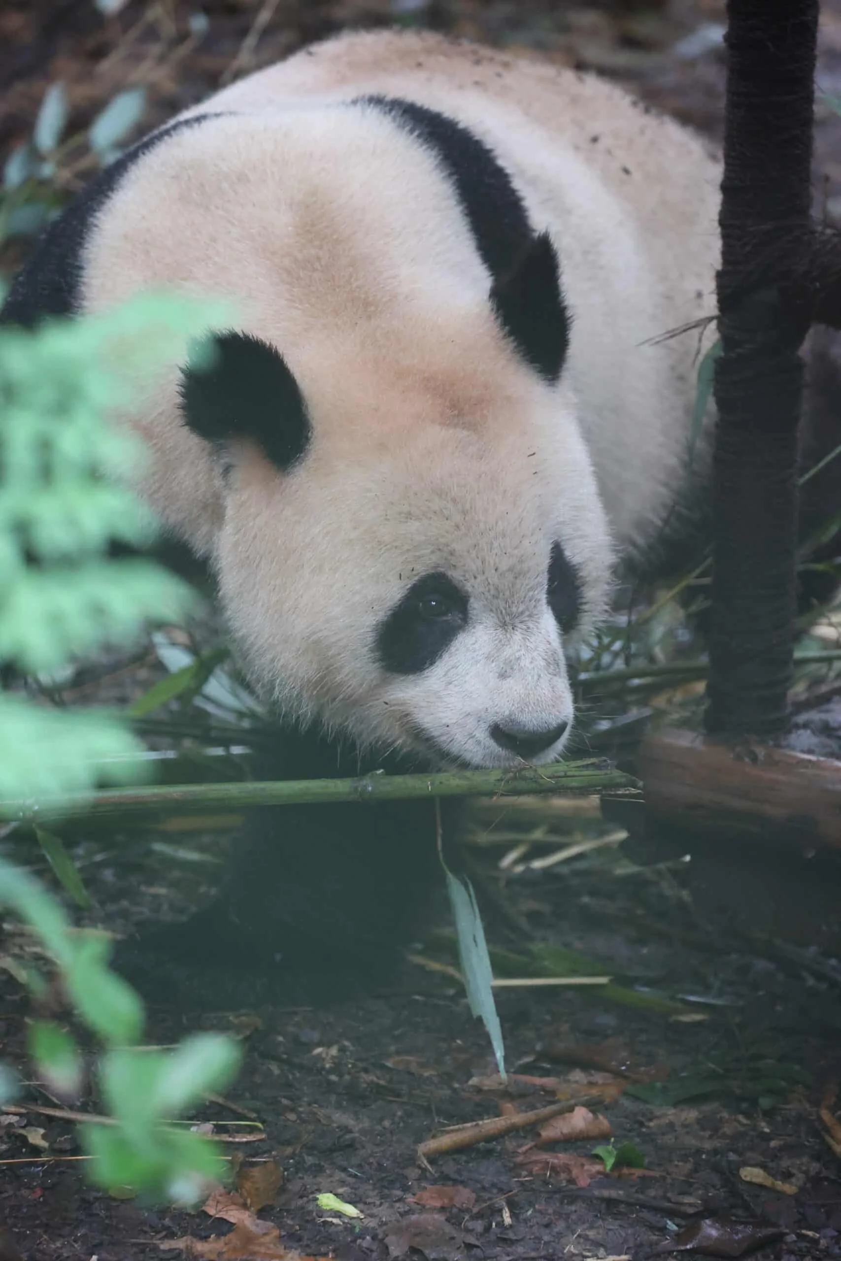 Chengdu Research Base of Giant Panda Breeding