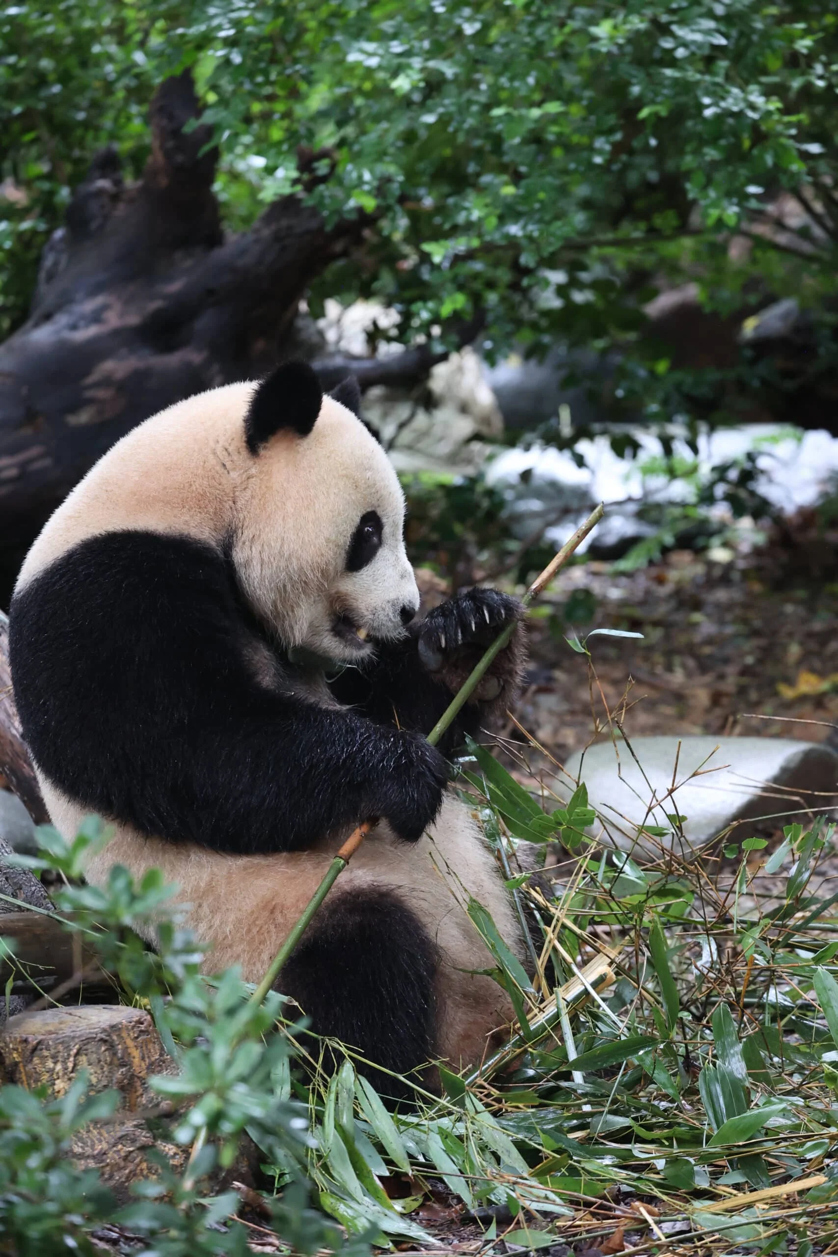Chengdu Research Base of Giant Panda Breeding