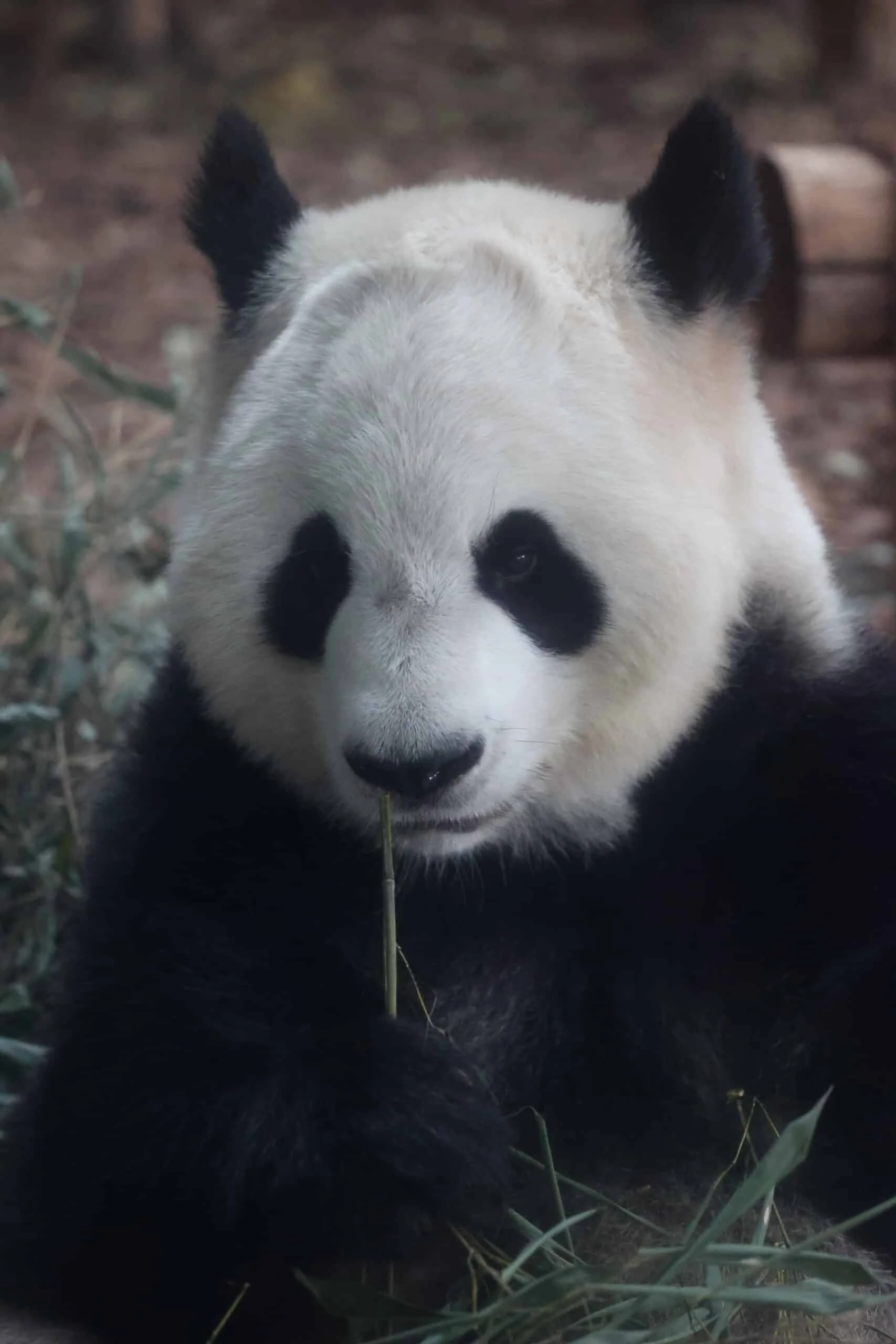 Chengdu Research Base of Giant Panda Breeding