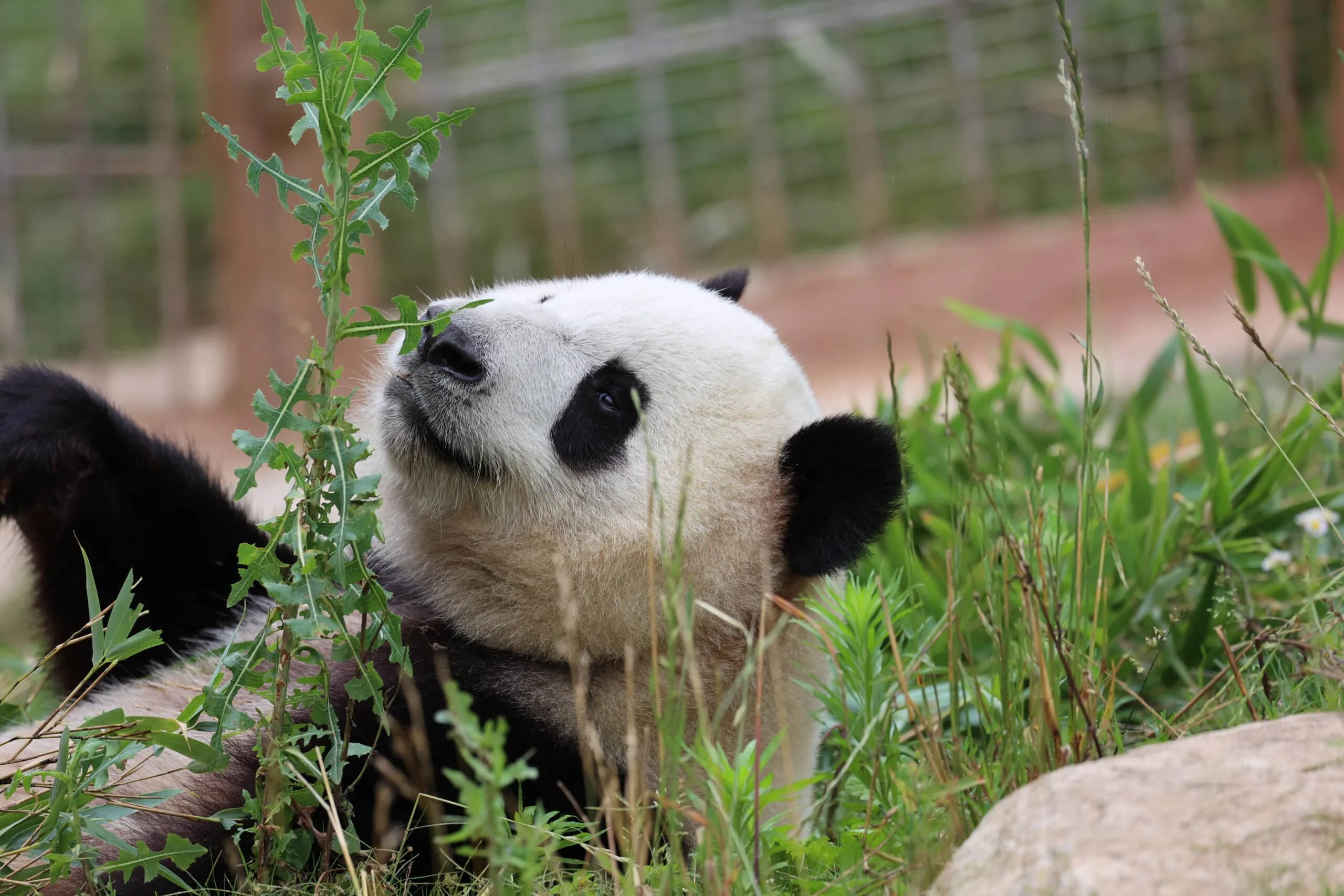 Qinling Giant Panda Foping Rescue Breeding Base