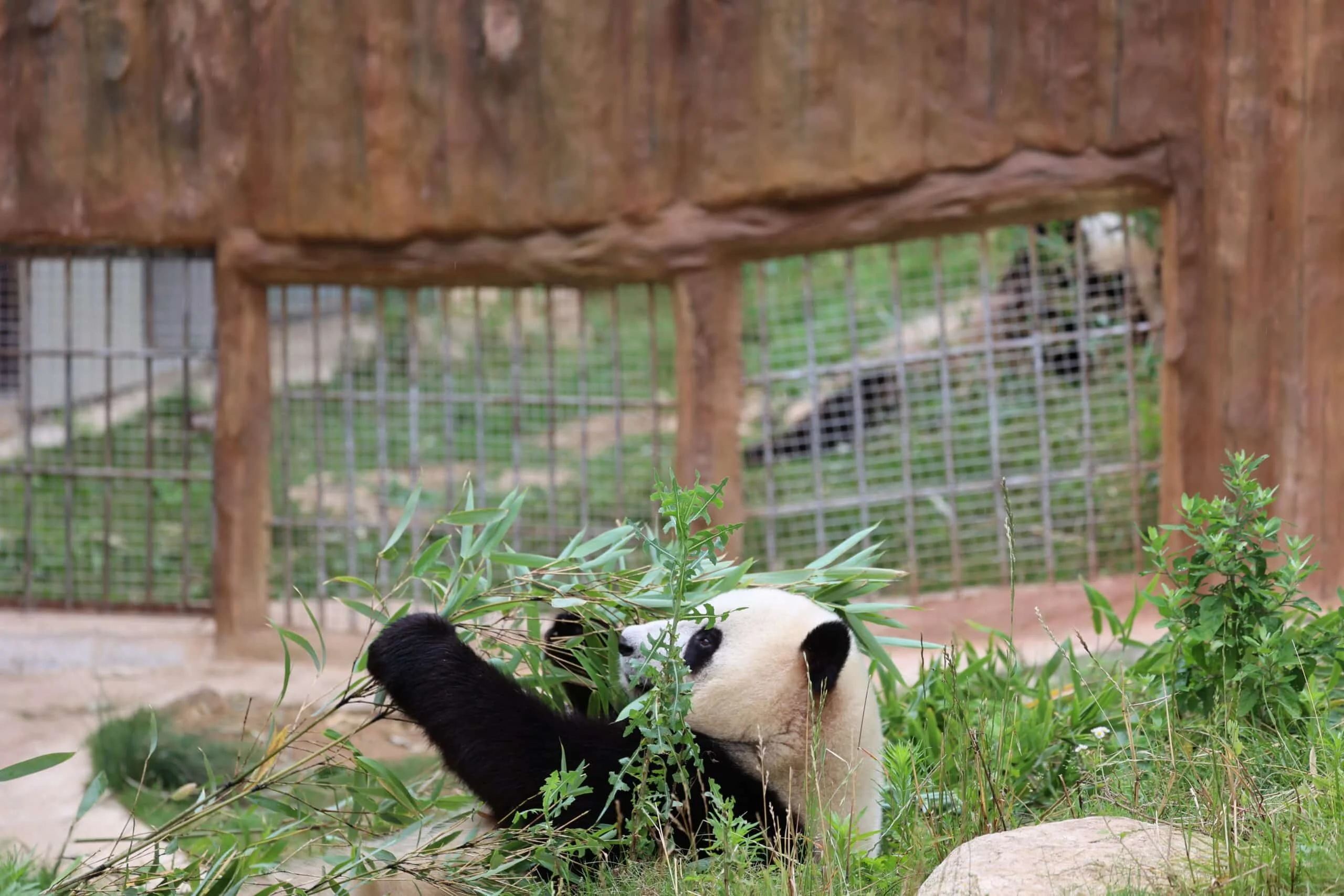 Qinling Giant Panda Foping Rescue Breeding Base