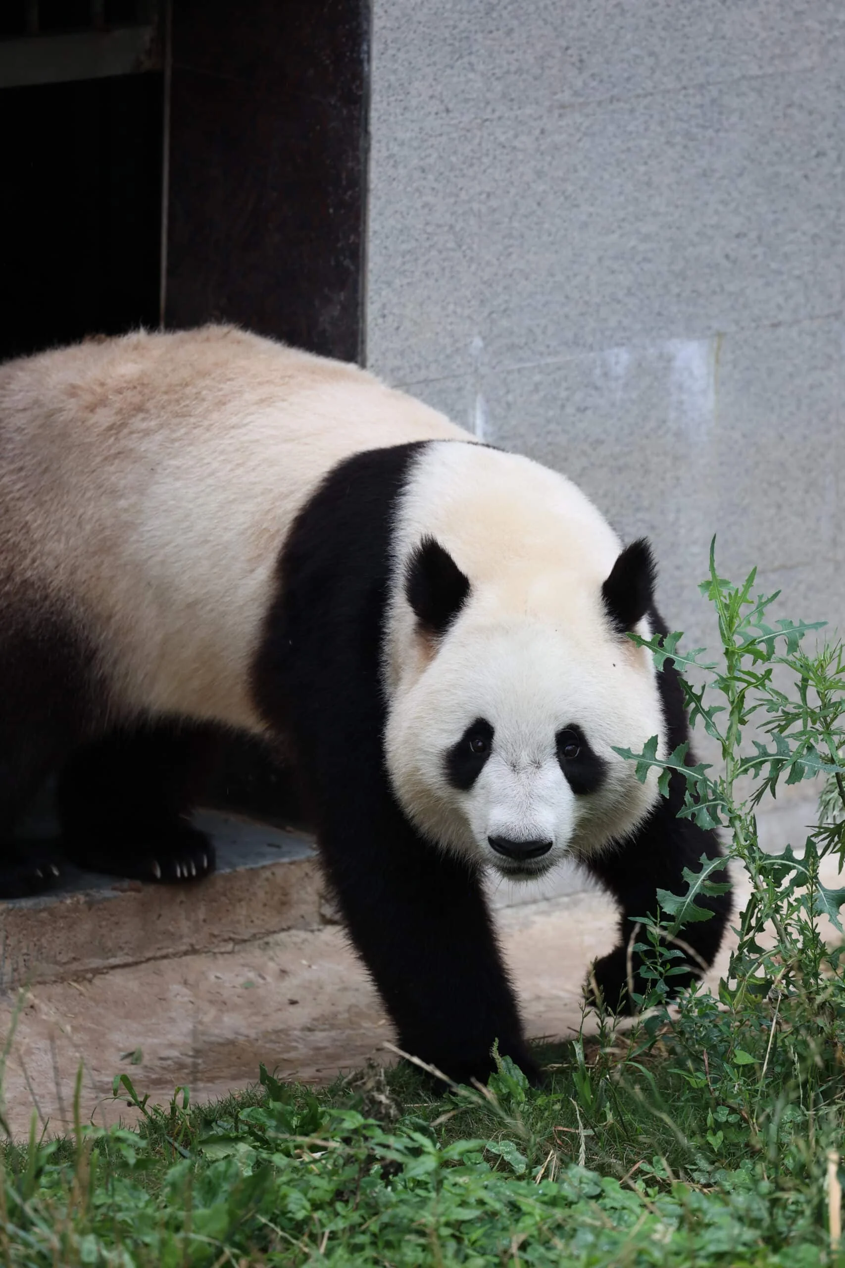 Qinling Giant Panda Foping Rescue Breeding Base