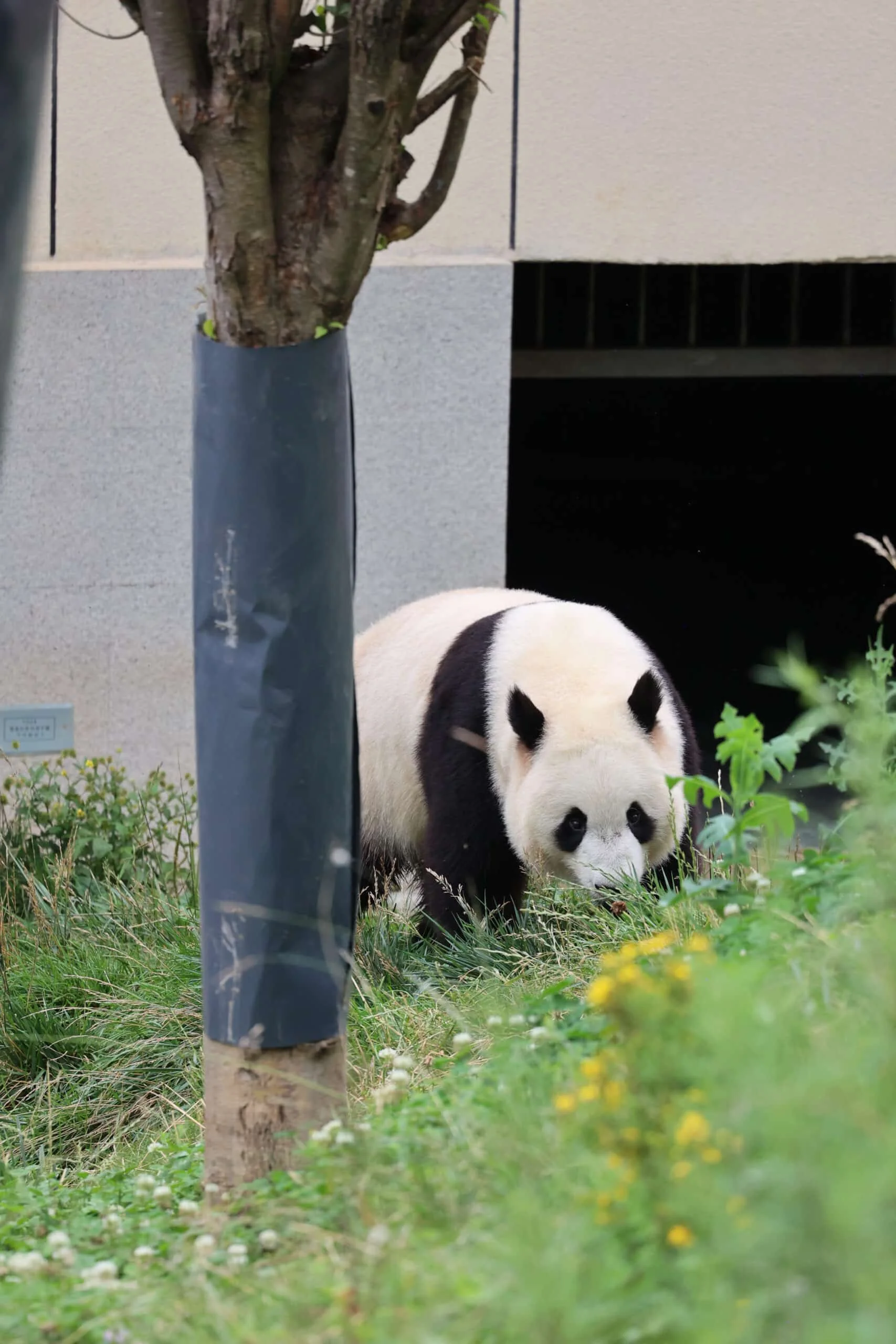 Qinling Giant Panda Foping Rescue Breeding Base