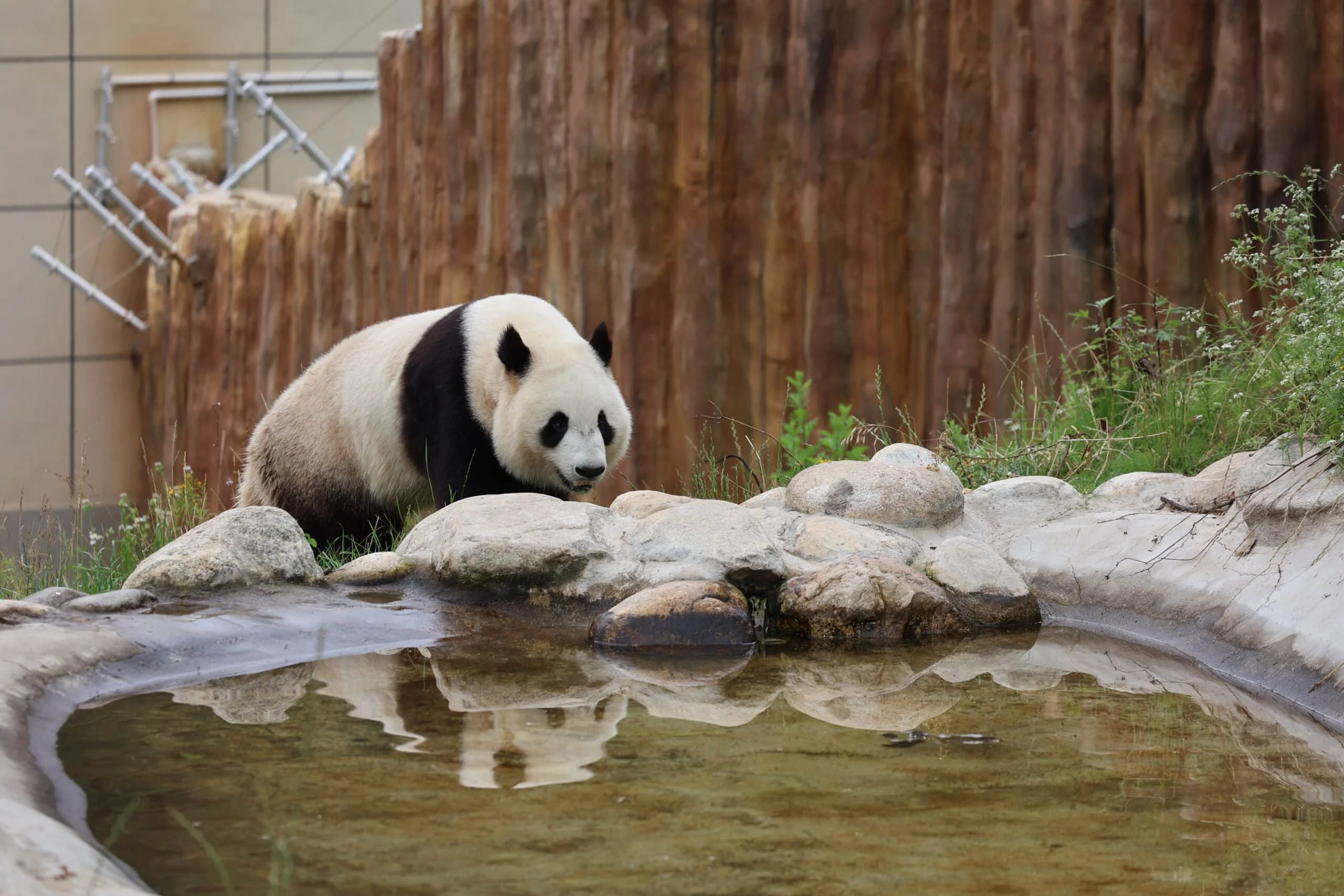 Qinling Giant Panda Foping Rescue Breeding Base
