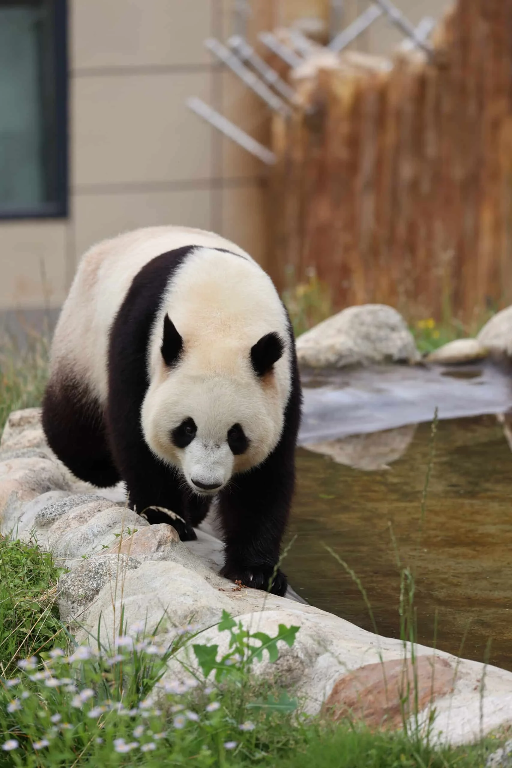 Qinling Giant Panda Foping Rescue Breeding Base
