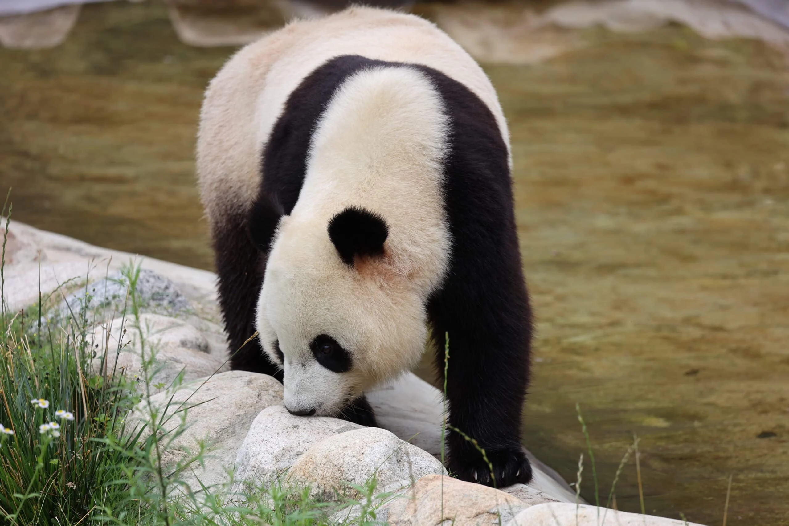 Qinling Giant Panda Foping Rescue Breeding Base
