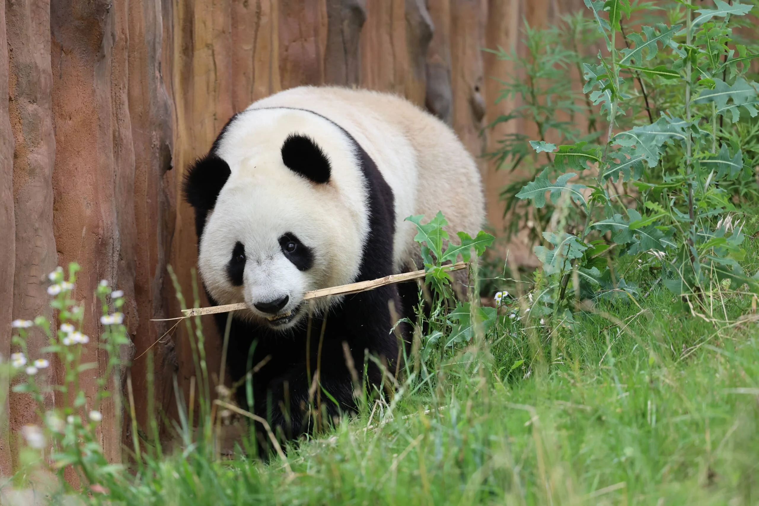 Qinling Giant Panda Foping Rescue Breeding Base