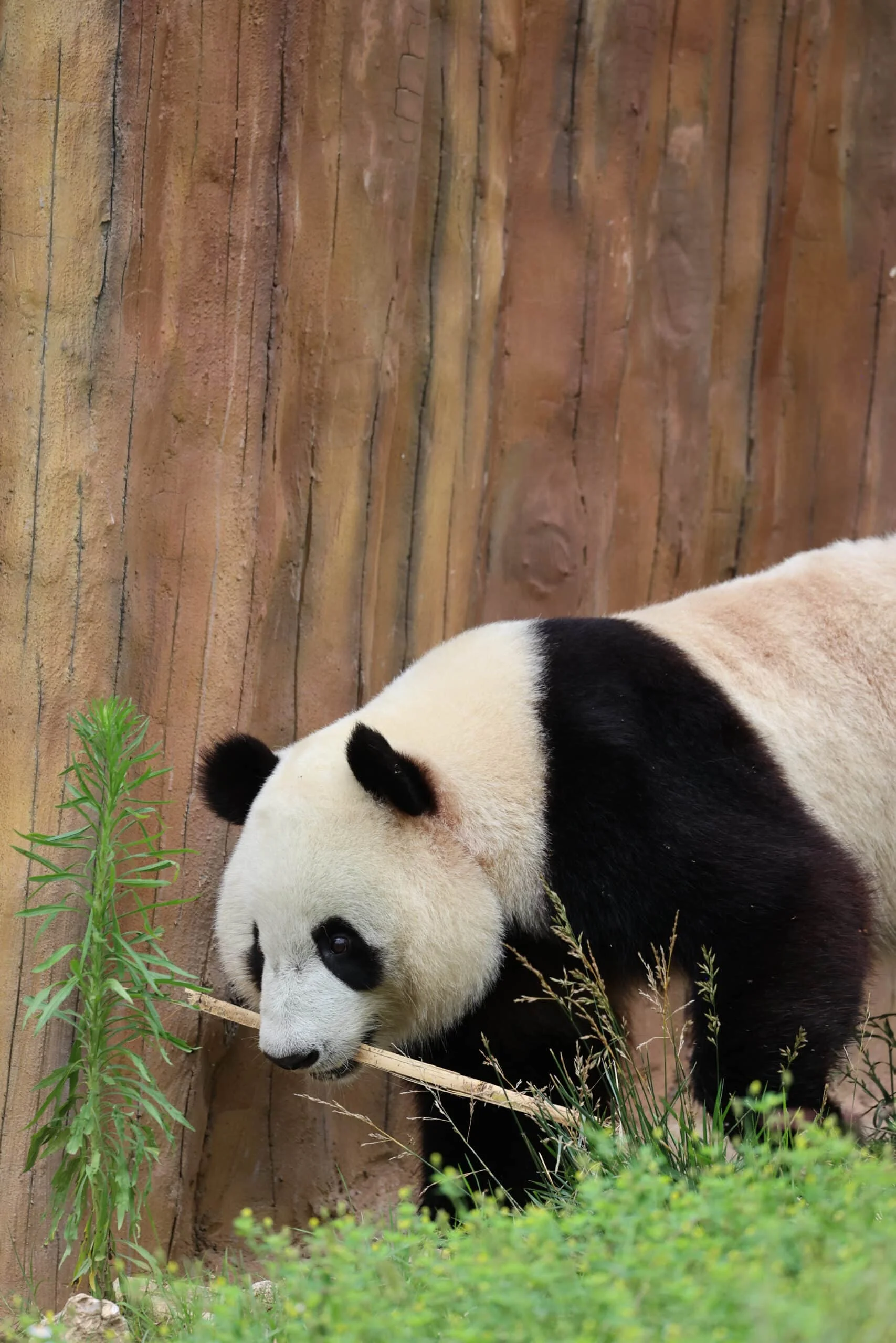 Qinling Giant Panda Foping Rescue Breeding Base