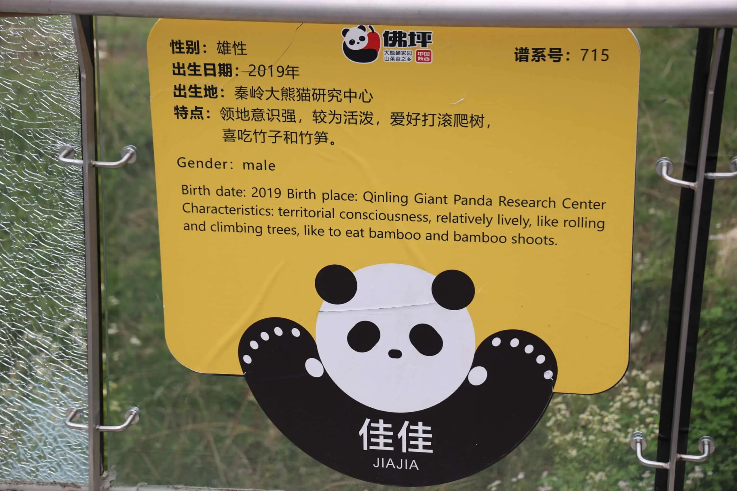 Qinling Giant Panda Foping Rescue Breeding Base
