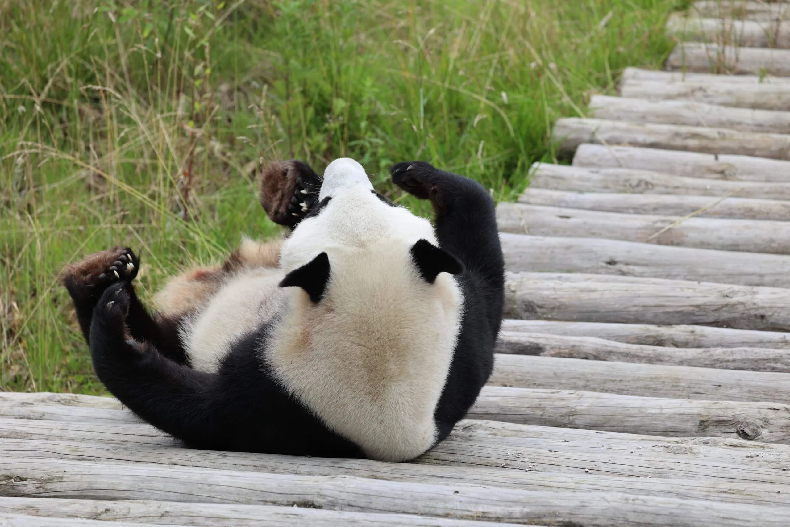Qinling Giant Panda Foping Rescue Breeding Base