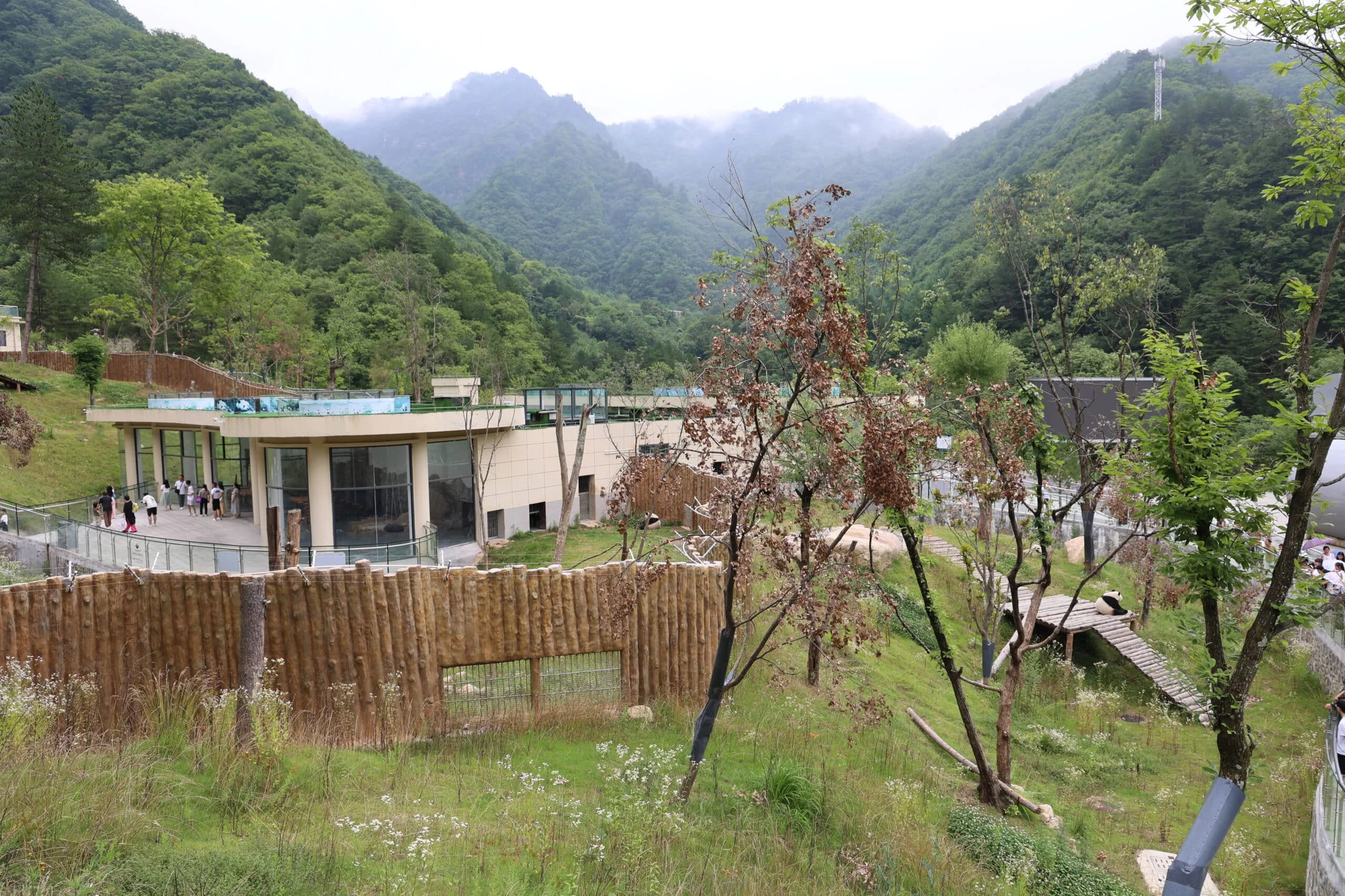 Qinling Giant Panda Foping Rescue Breeding Base