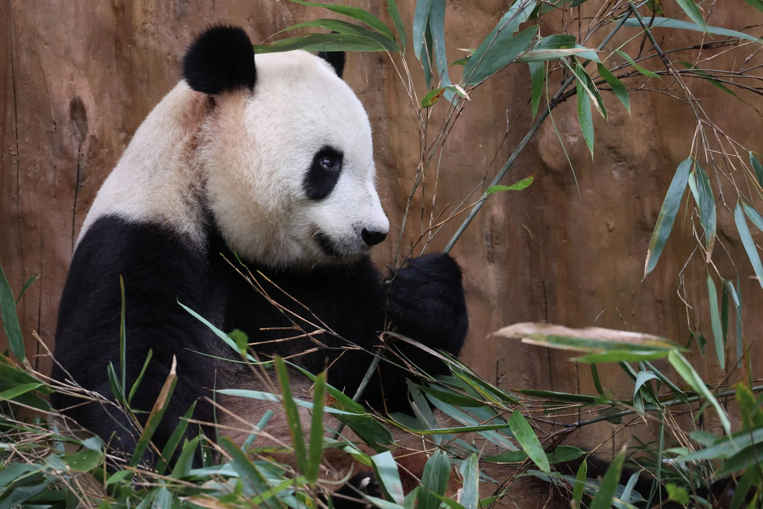 Qinling Giant Panda Foping Rescue Breeding Base