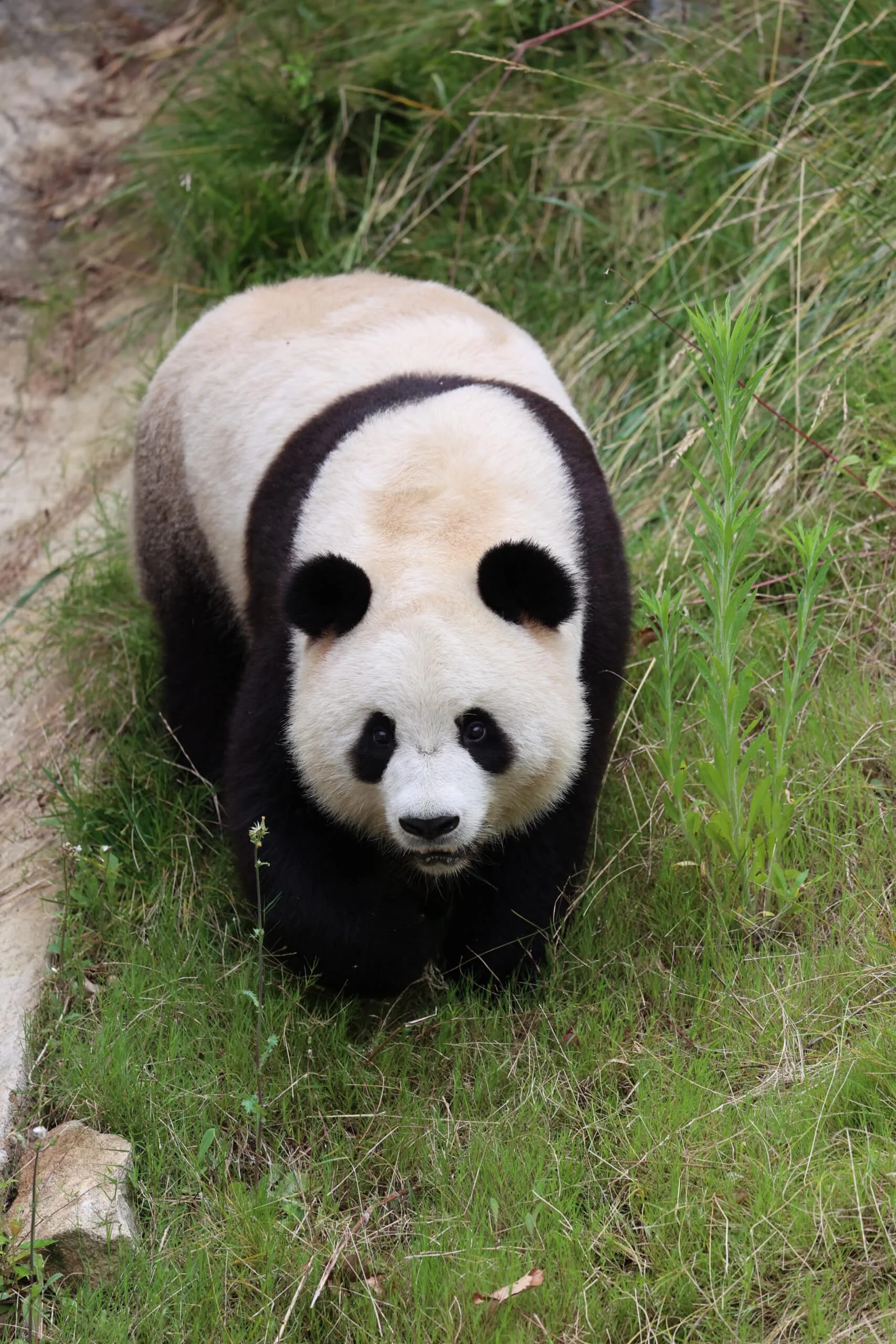 Qinling Giant Panda Foping Rescue Breeding Base