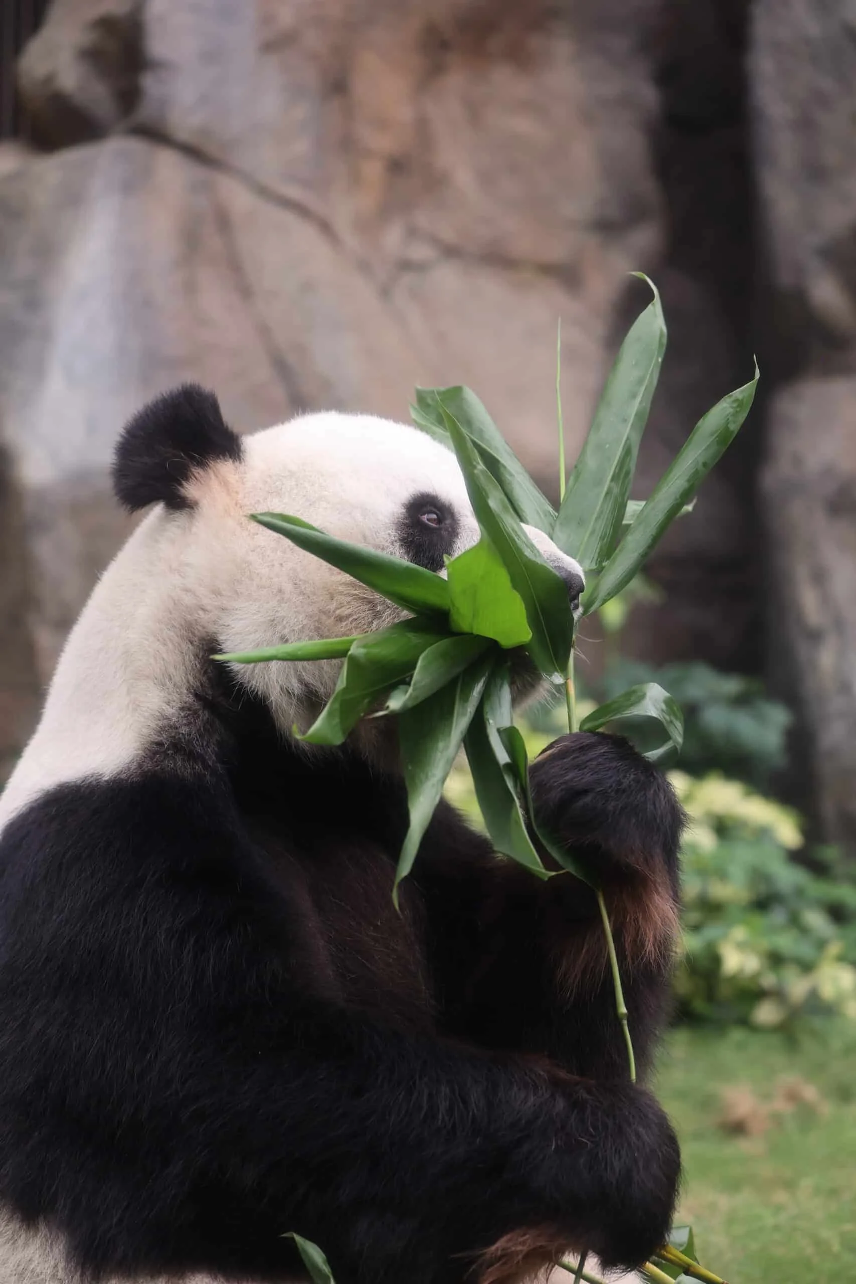 Ocean Park Hong Kong