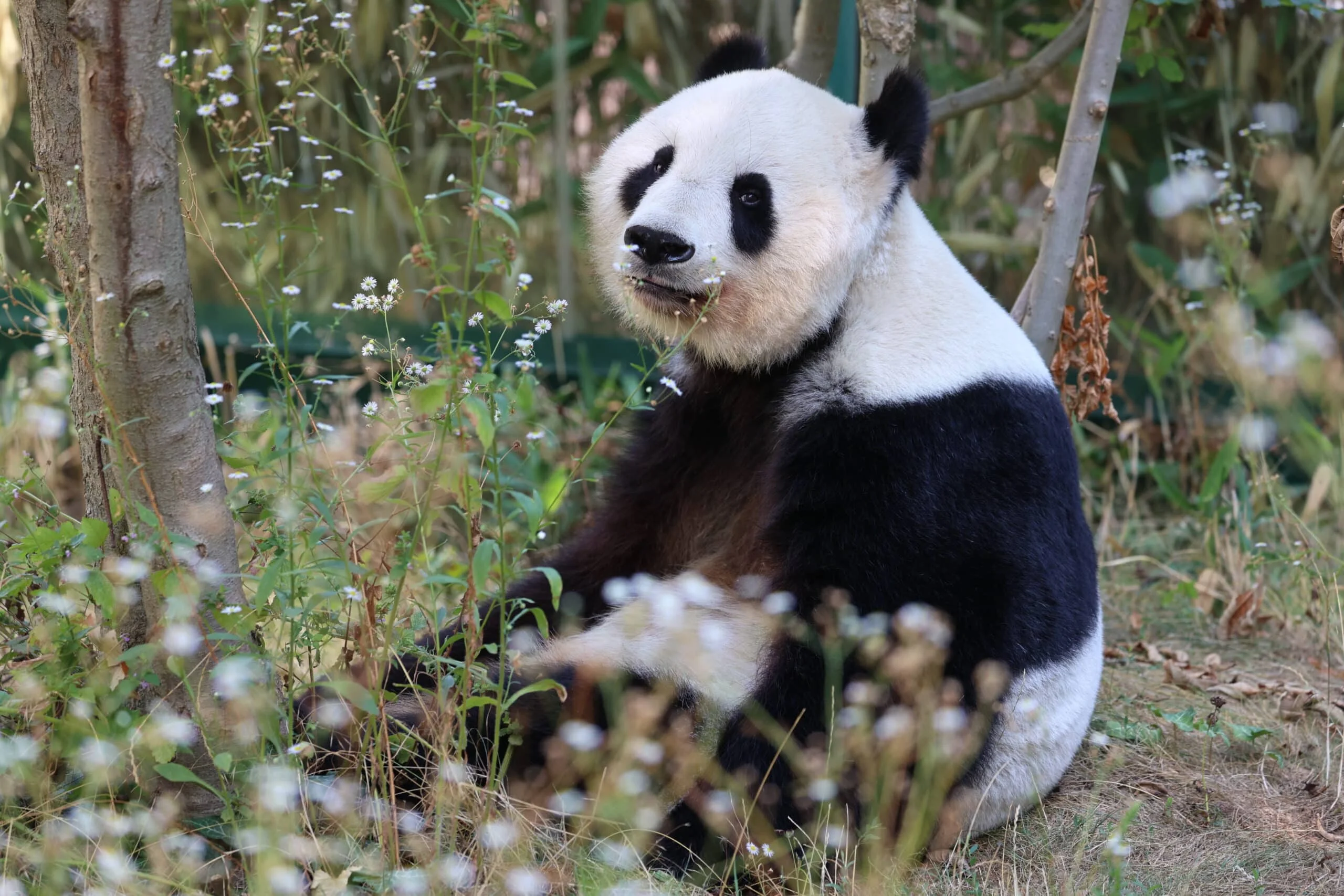 Tiergarten Schönbrunn