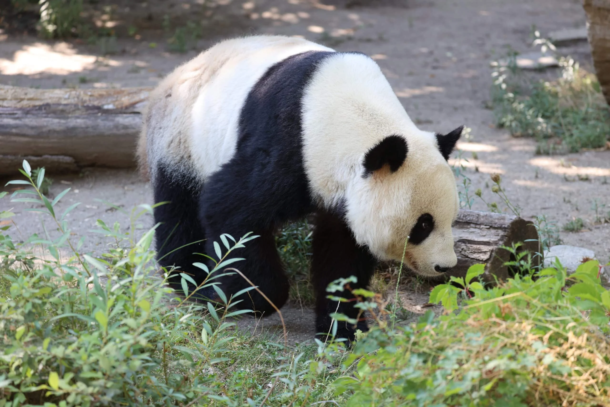 Tiergarten Schönbrunn